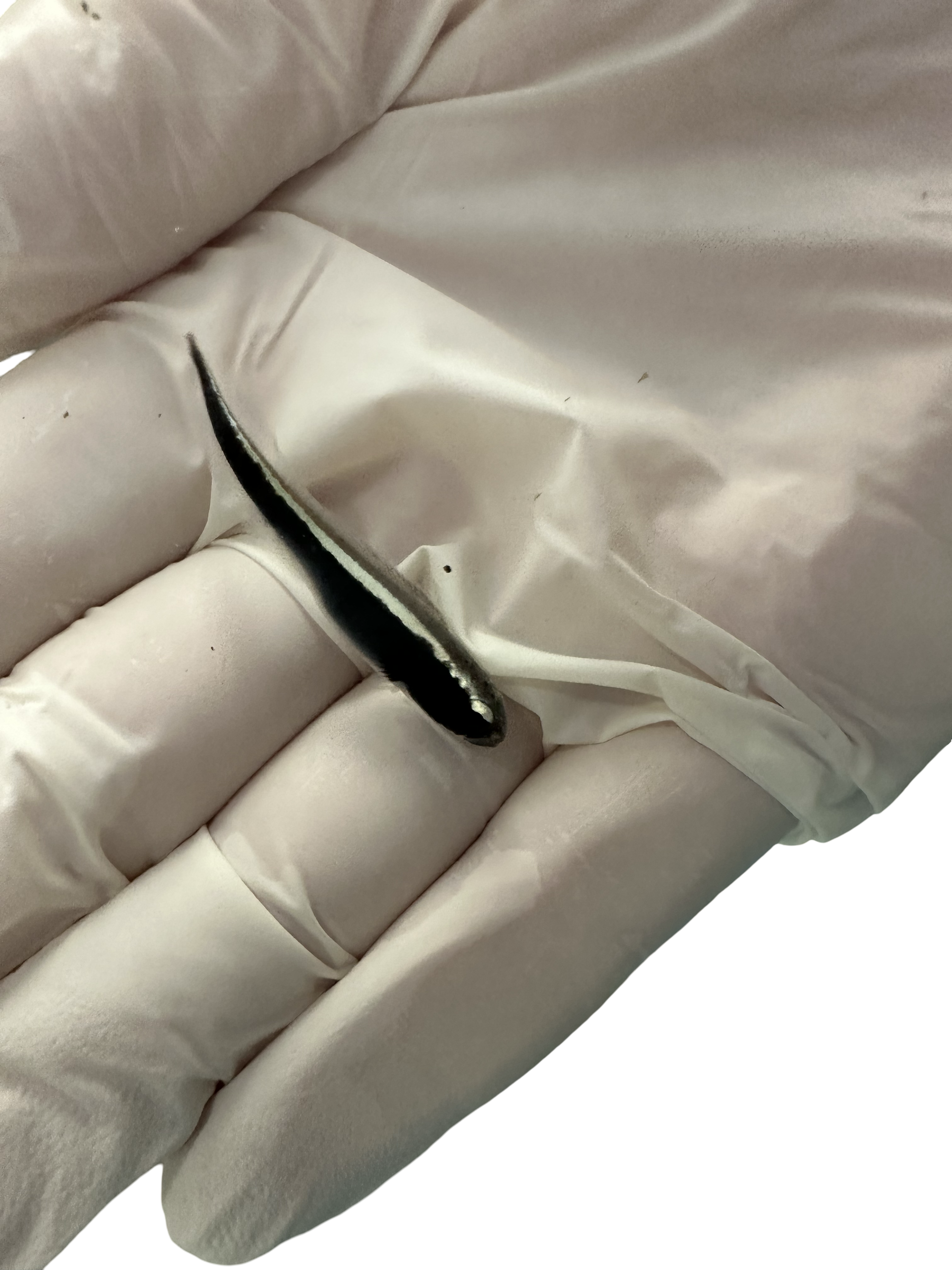 Engineer Goby (Pholidichthys leucotaenia)