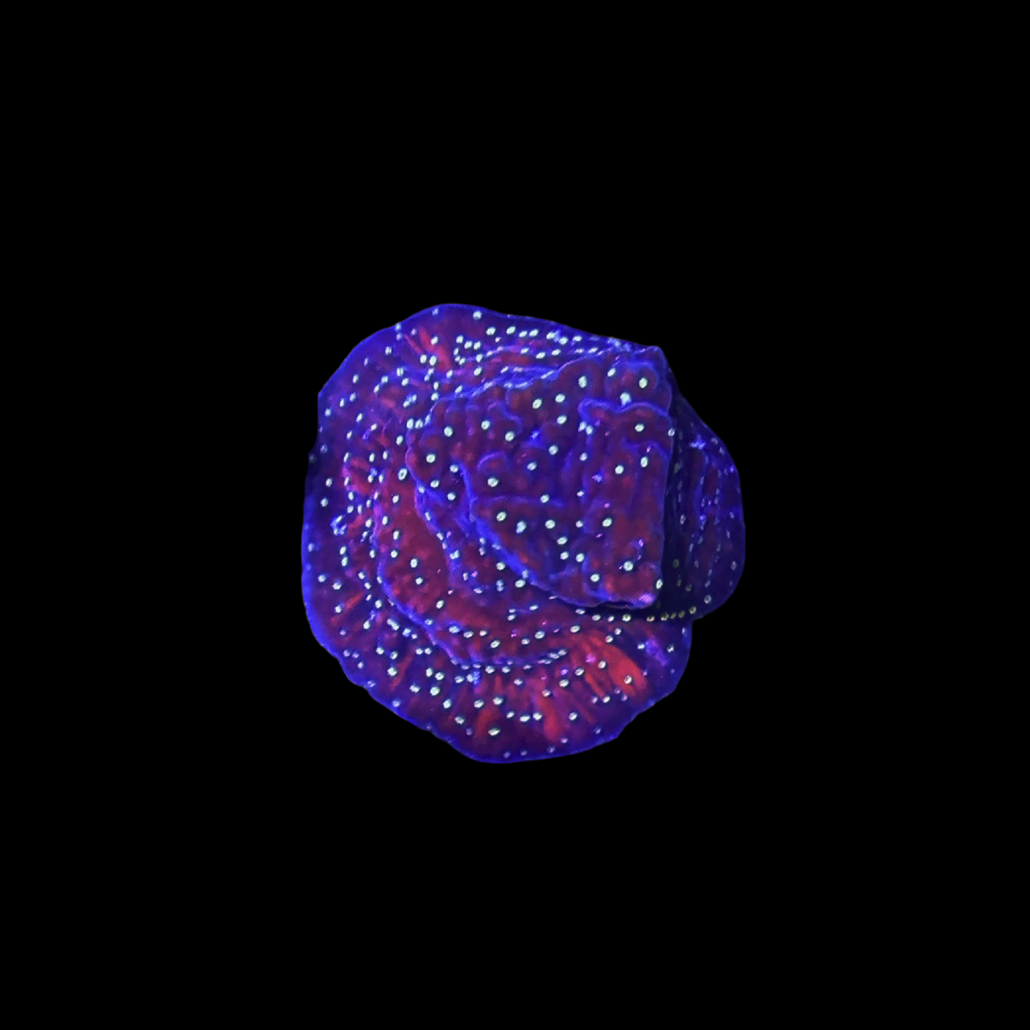 JF Snow Montipora Coral