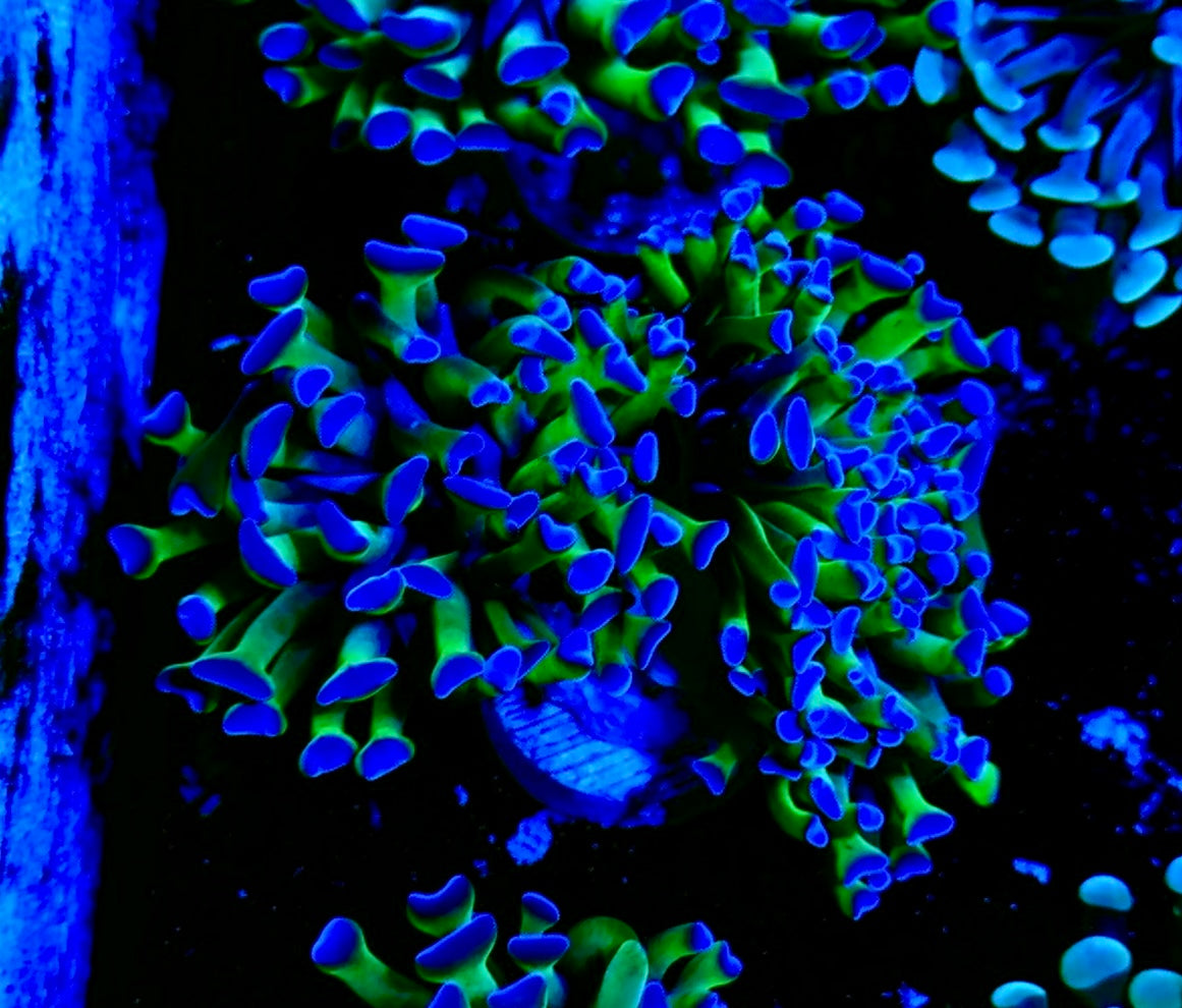 Green With Purple Tip hammer