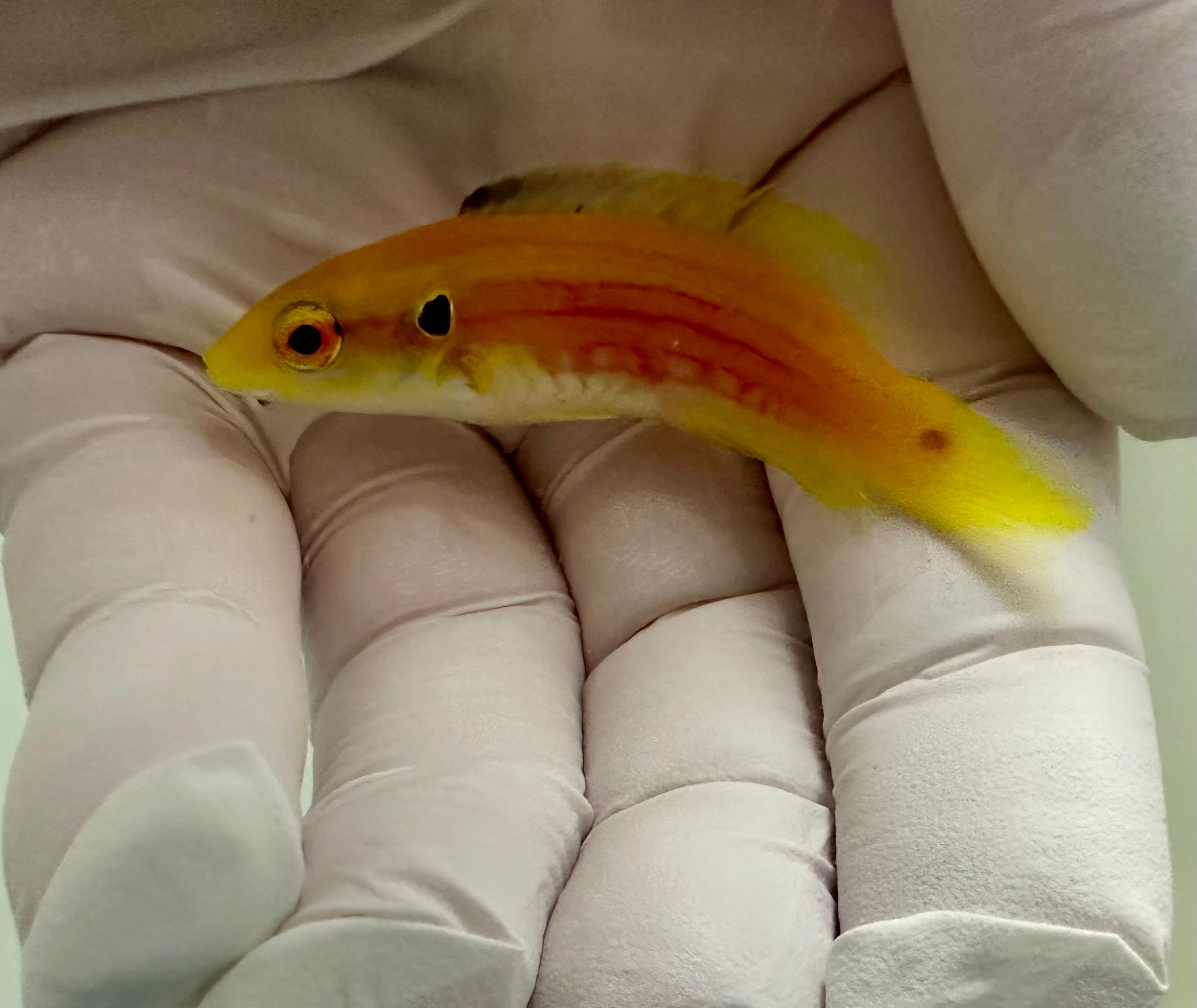 Yellow Candy Hogfish (Bodianus bimaculatus)