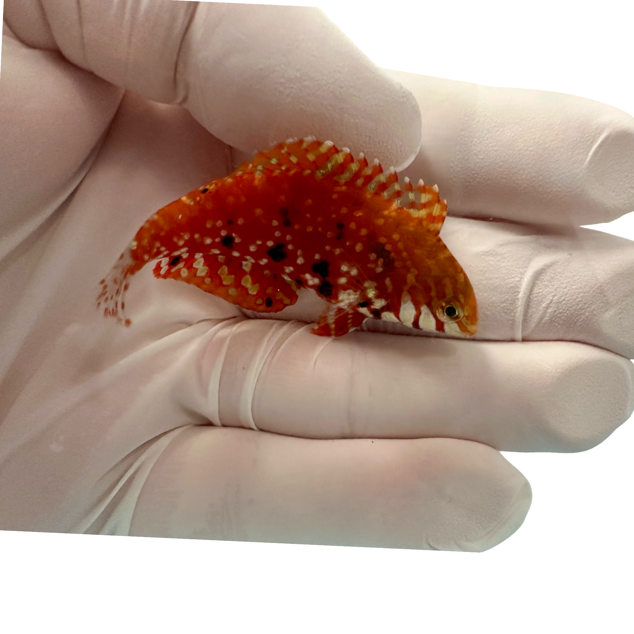 Jeweled Leopard Wrasse 1/30/26 (Macropharyngodon lapillus)(pre-order)