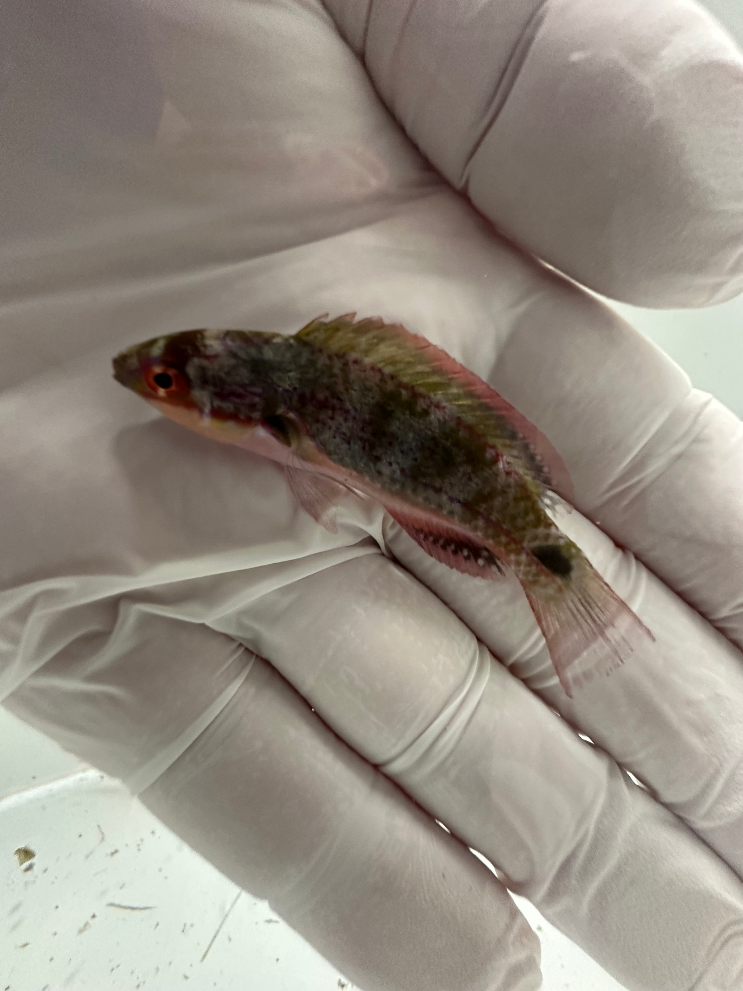 Exquisite Fairy Wrasse (Cirrhilabrus exquisitus) swimming in reef aquarium

Rare Exquisite Wrasse for sale from TSM Aquatics

Quarantined collector fairy wrasse with green body and red head

Reef-safe Exquisite Wrasse in saltwater tank close-up