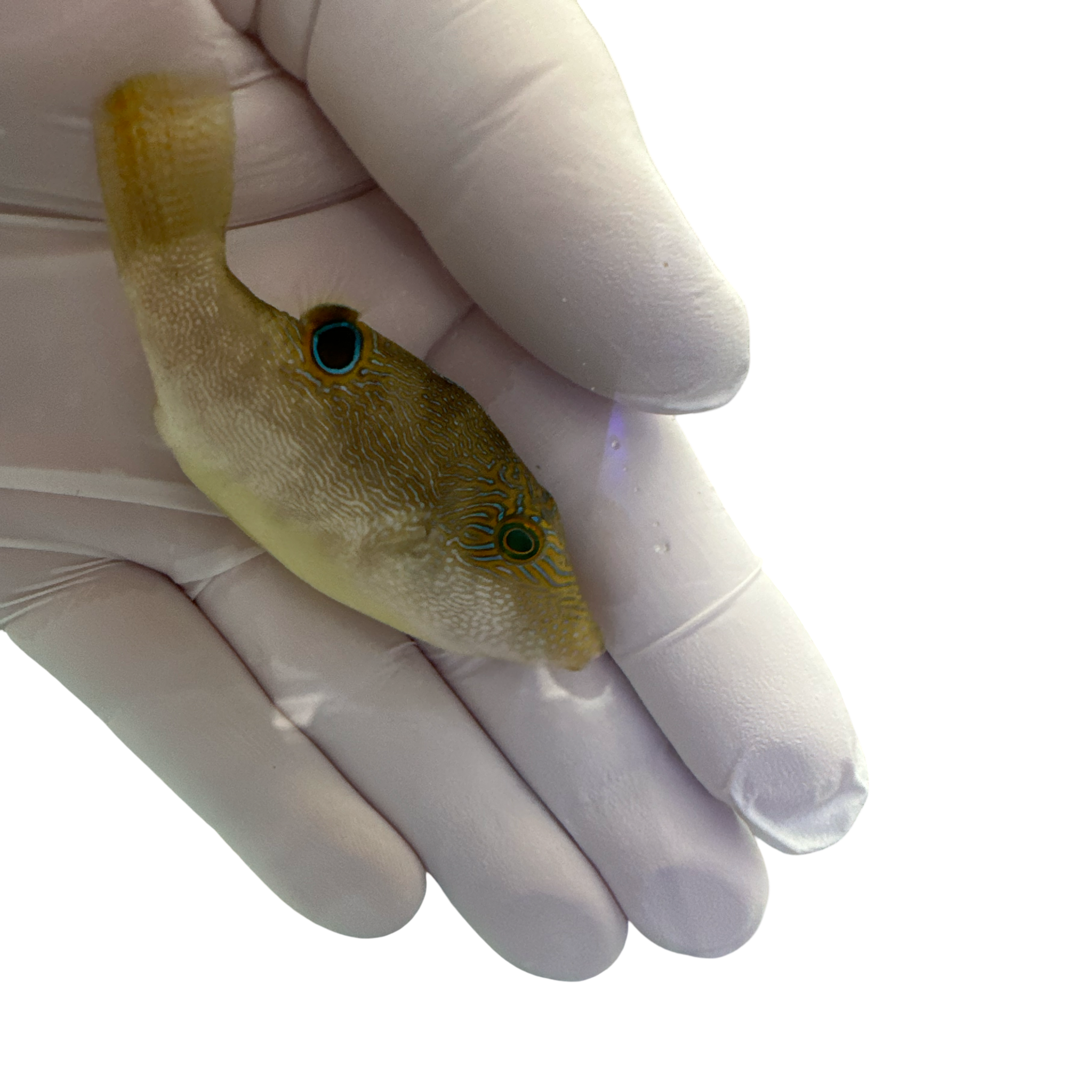 Bennett's Sharpnose Puffer (Canthigaster bennetti)