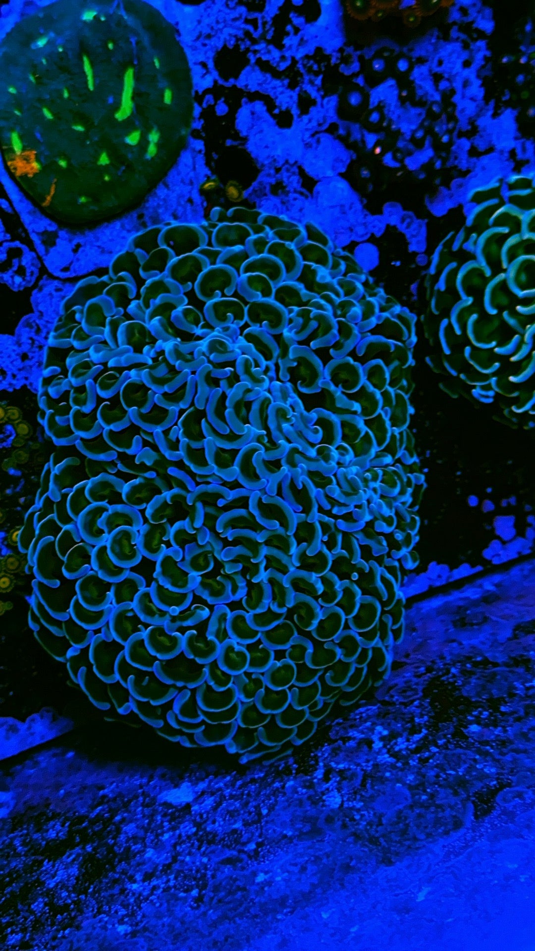 Rainbow Orange wall hammer WYSIWYG