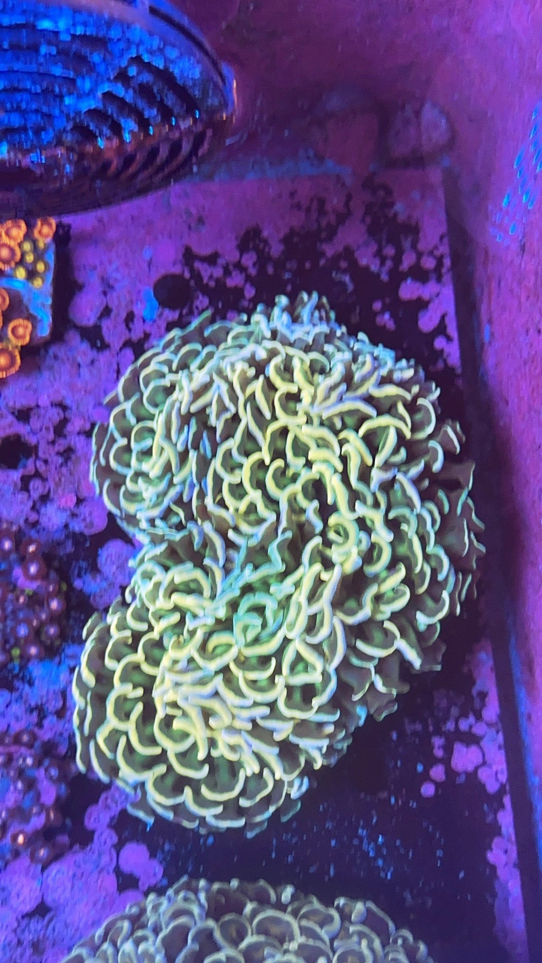 Rainbow Gold wall hammer WYSIWYG