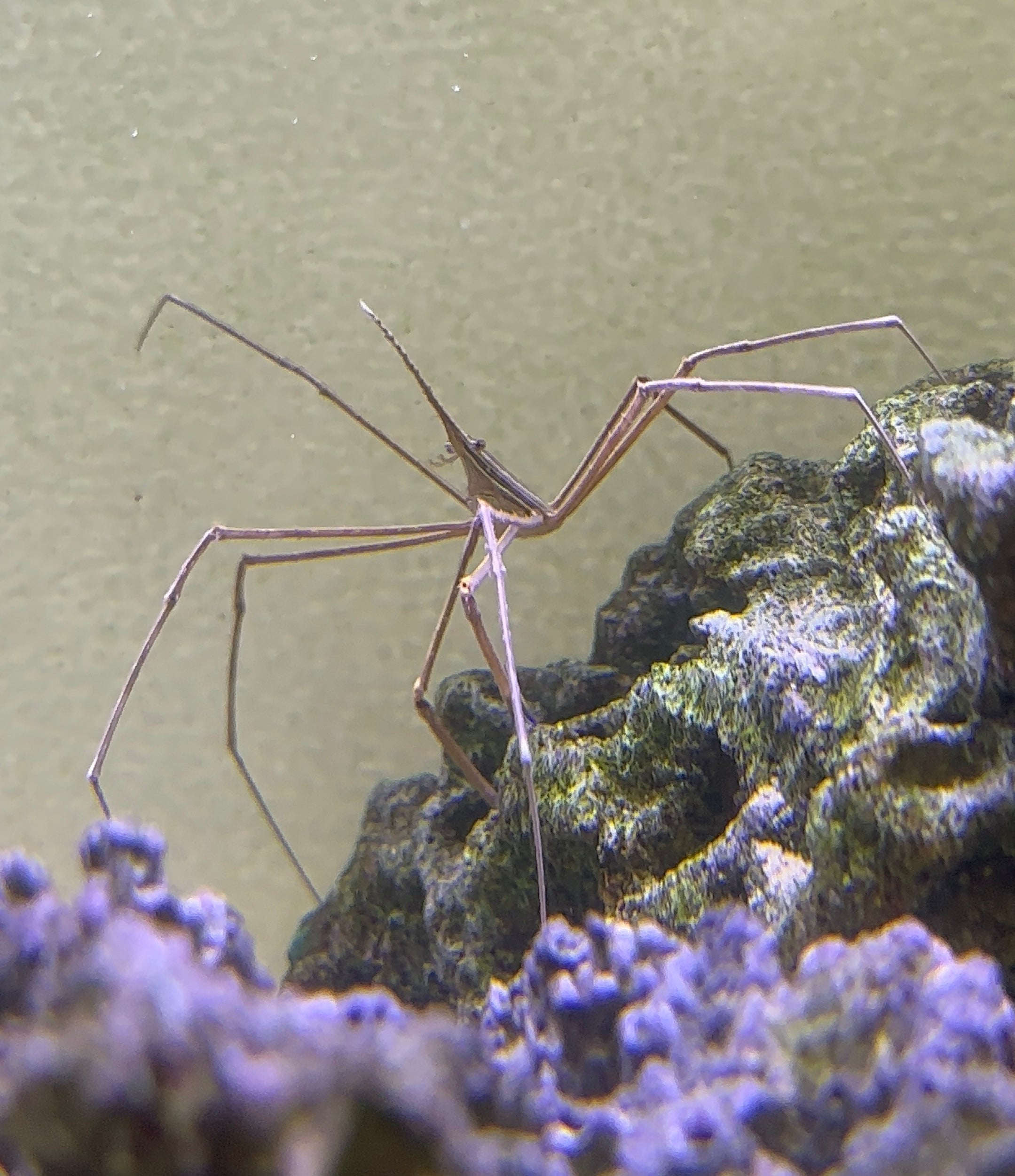Arrow Crab (Stenorhynchus seticornis)