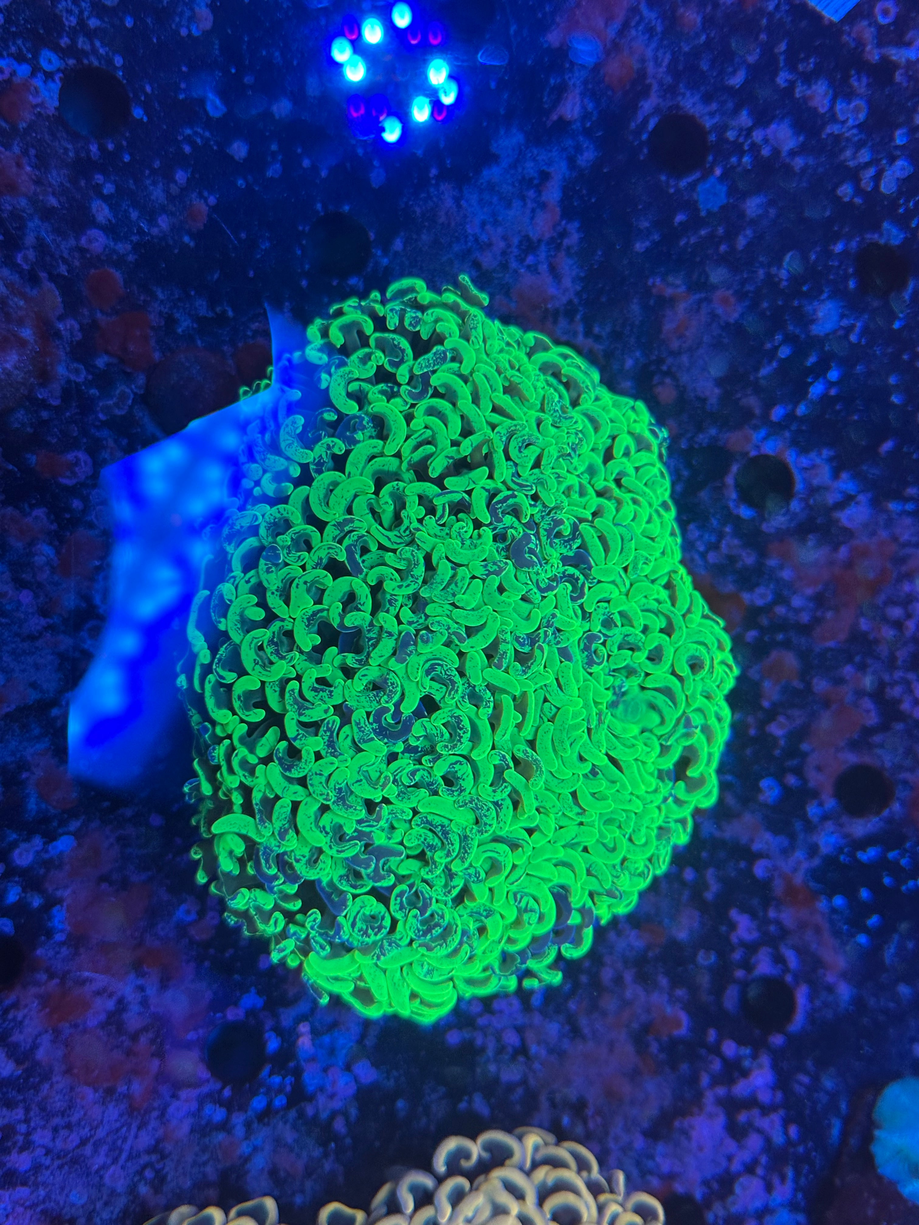 Neon Green wall hammer WYSIWYG