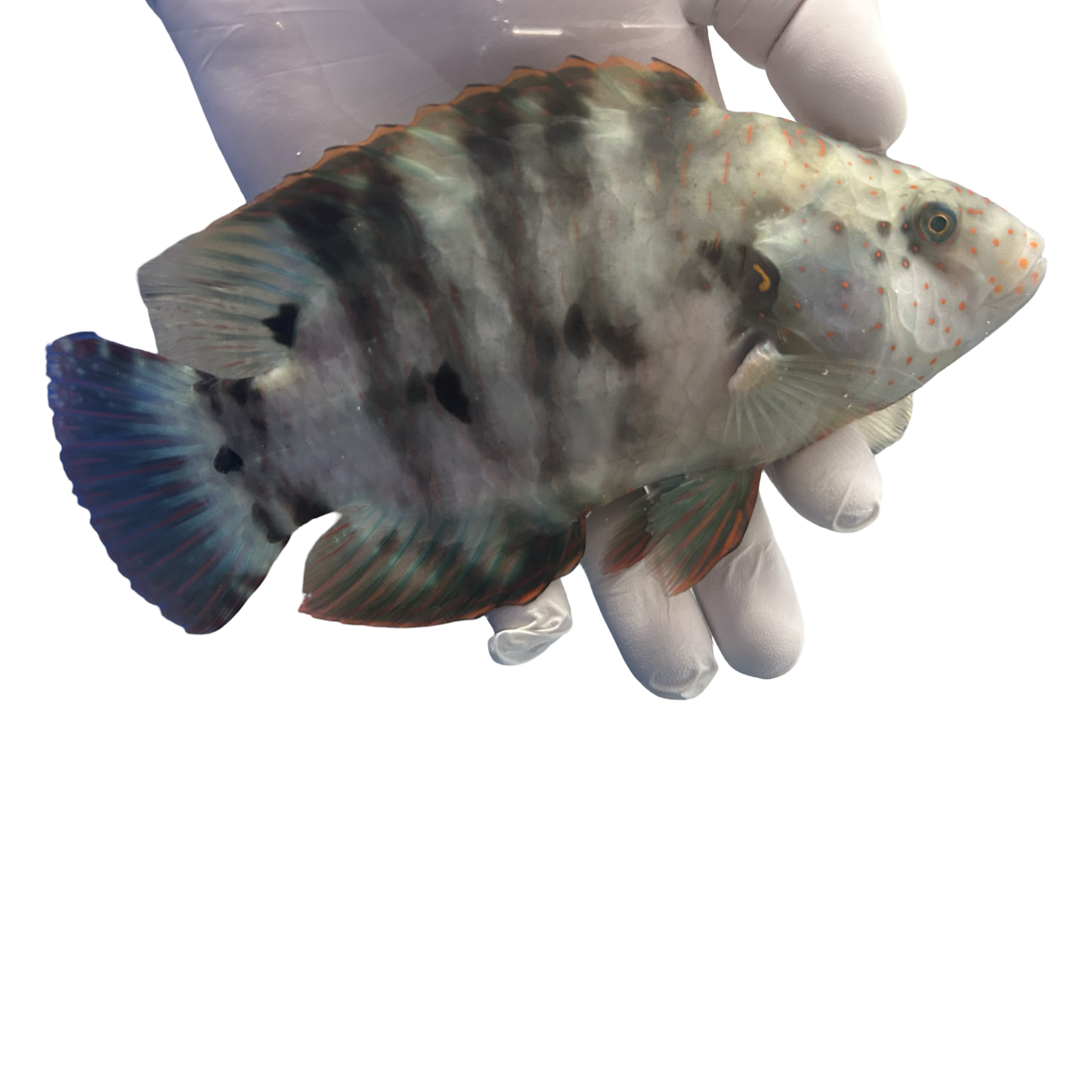 Broomtail Wrasse (Cheilinus Lunilatus)WYSIWYG