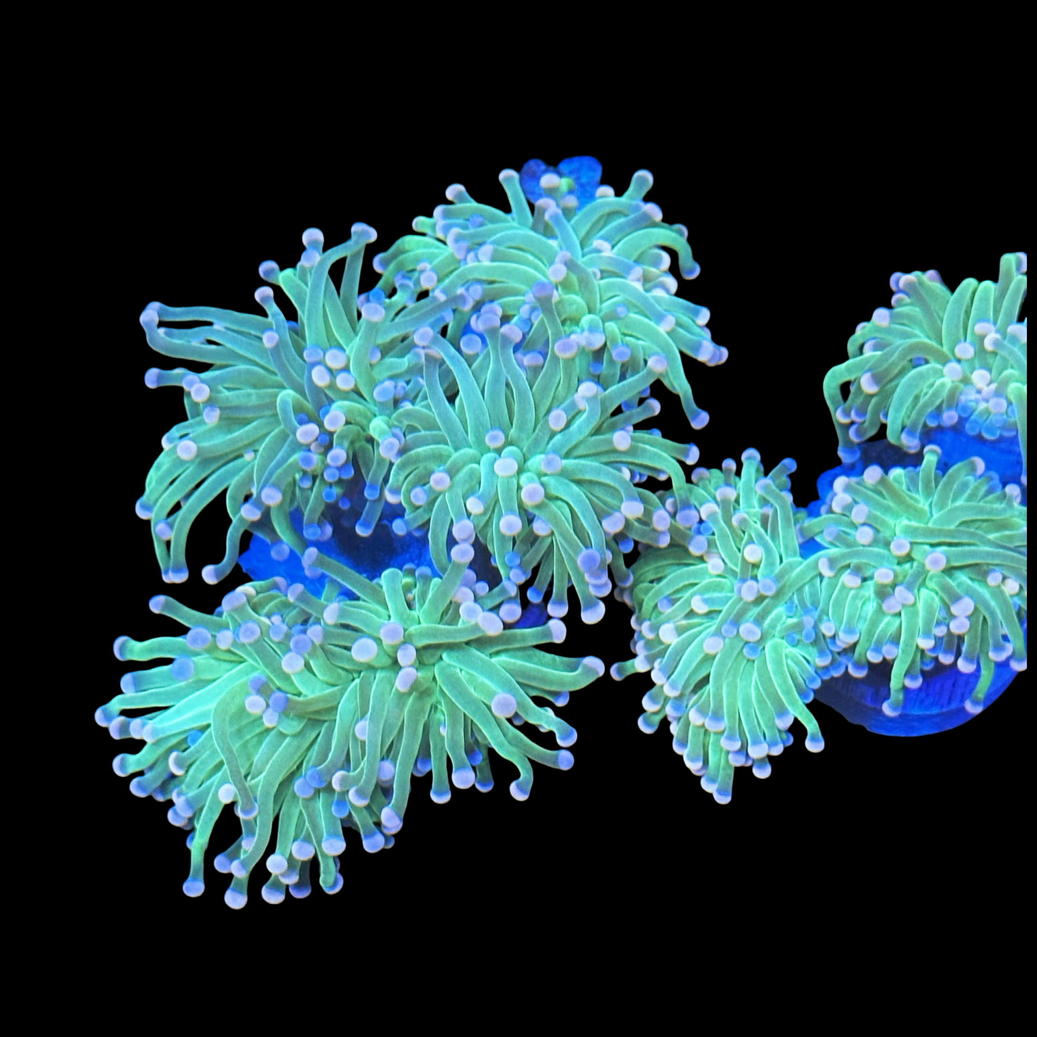 Indo Cotton Candy Torch Coral with pink and blue tips

Euphyllia glabrescens Indo torch coral in reef tank

Indo Pacific torch coral swaying in aquarium current

Close up of Cotton Candy Torch Coral LPS with flowing tentacles

Vibrant pink and blue torch coral centerpiece in saltwater tank