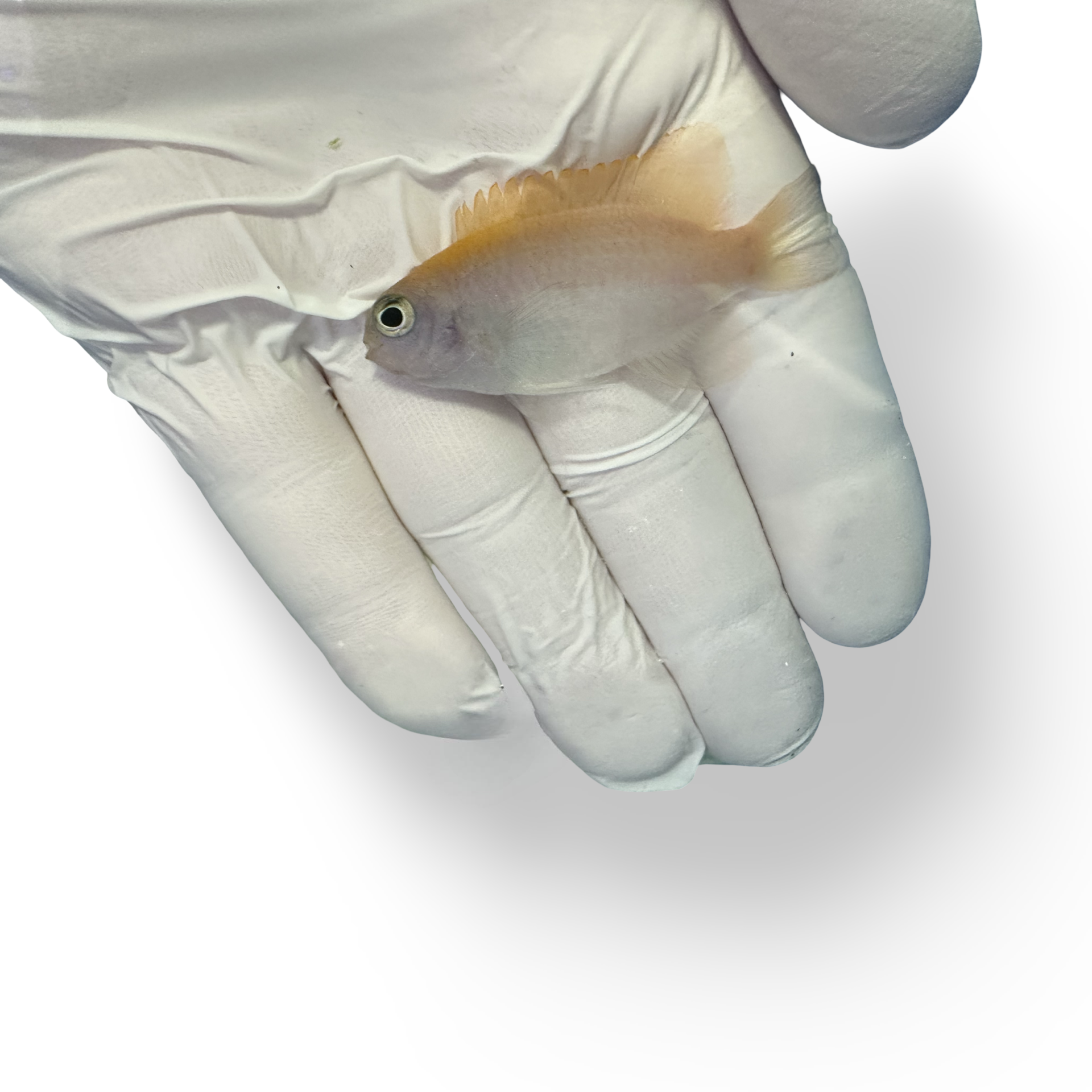 Pink Smith Damselfish Captive Bred (Pomacentrus smithii)