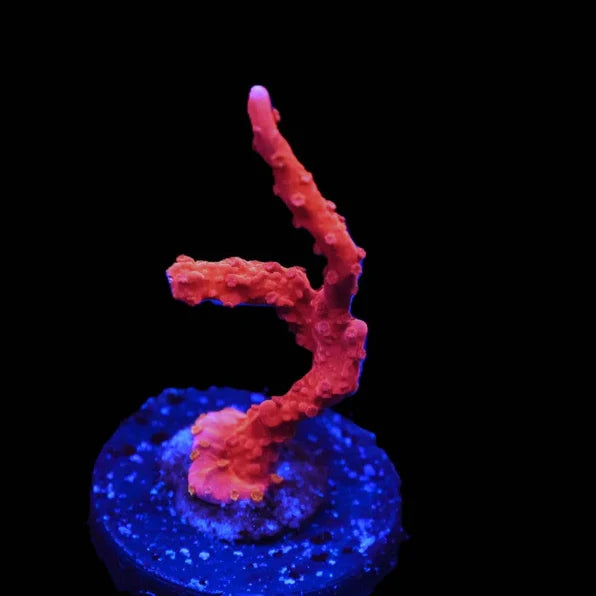 Fire starter Hirsuta Montipora Coral