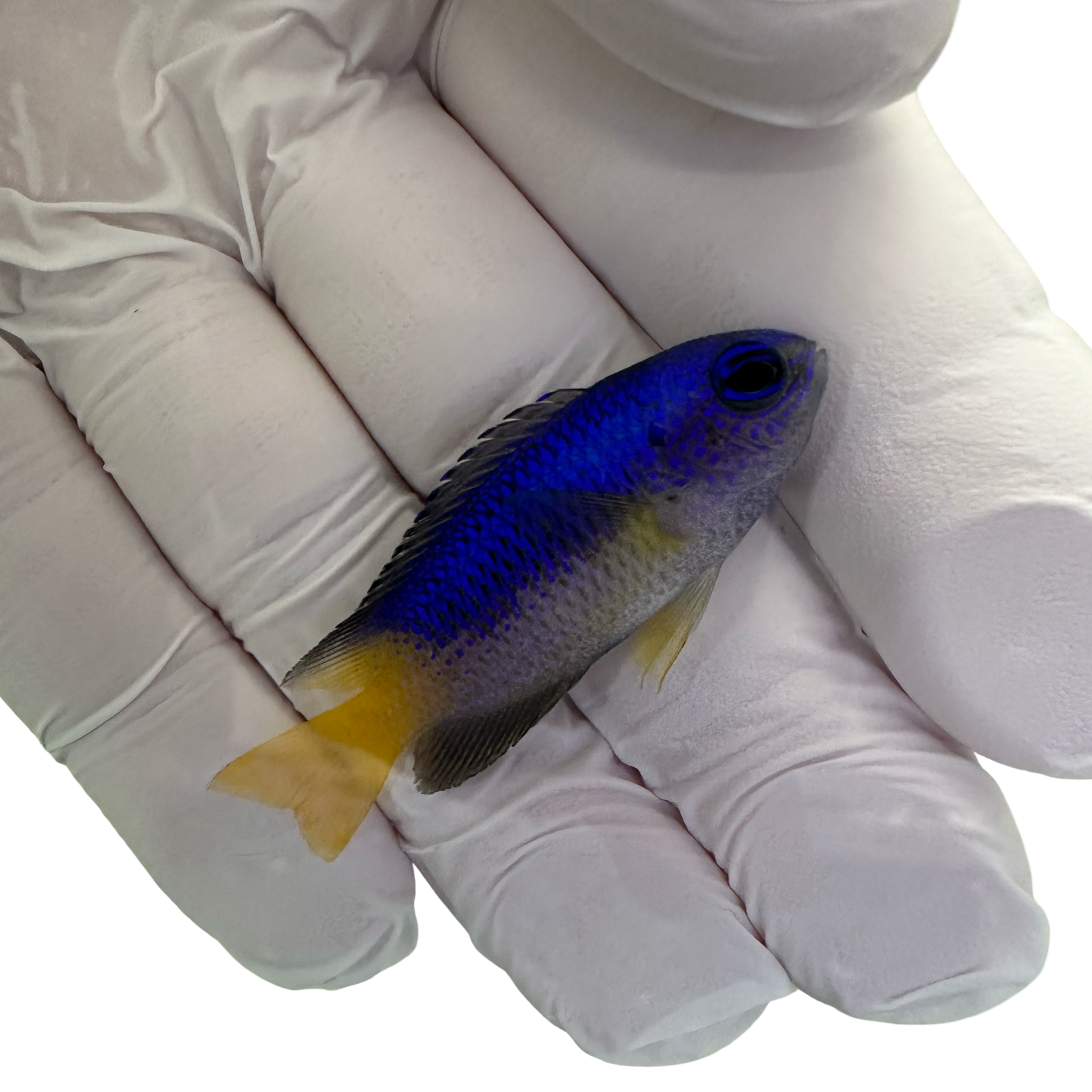 Blue and Gold Damsel (POMACENTRUS COELESTIS)4/25(pre-order)