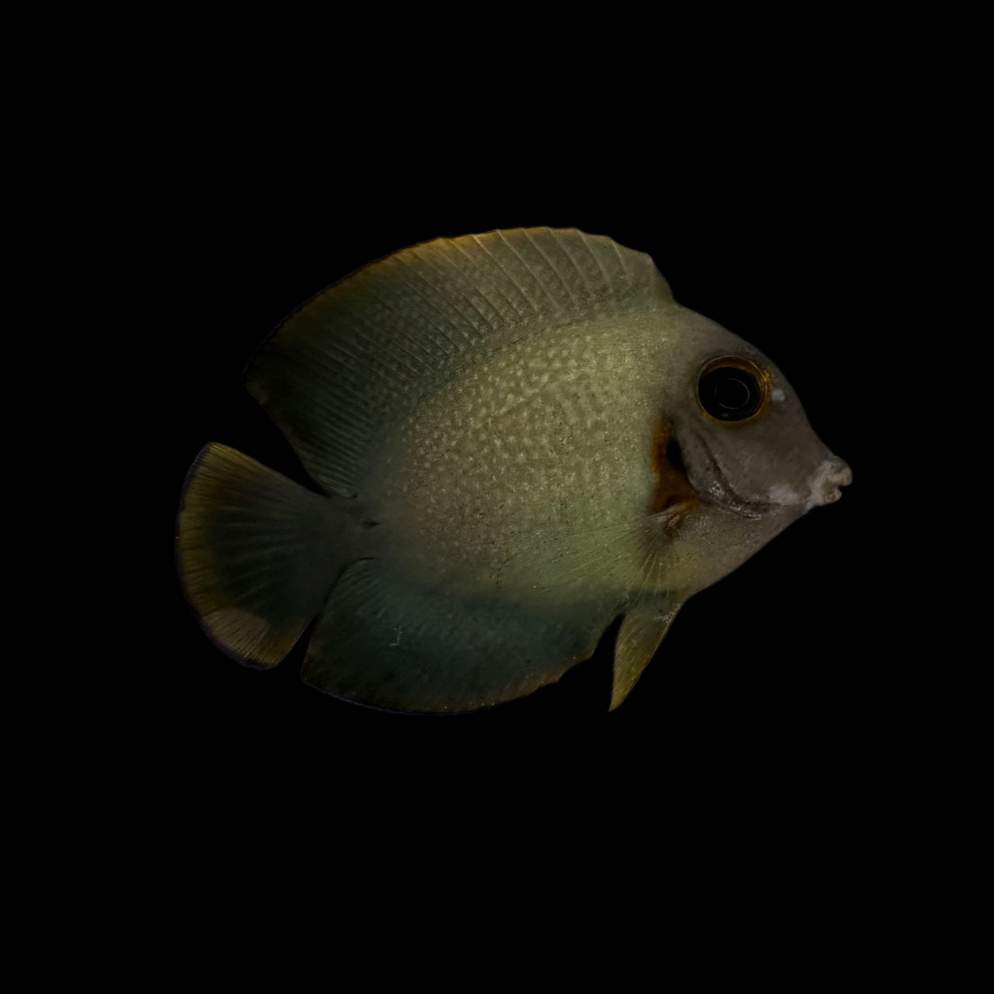Half Black Mimic Tang (Acanthurus chronixis) 12/8(pre-order)