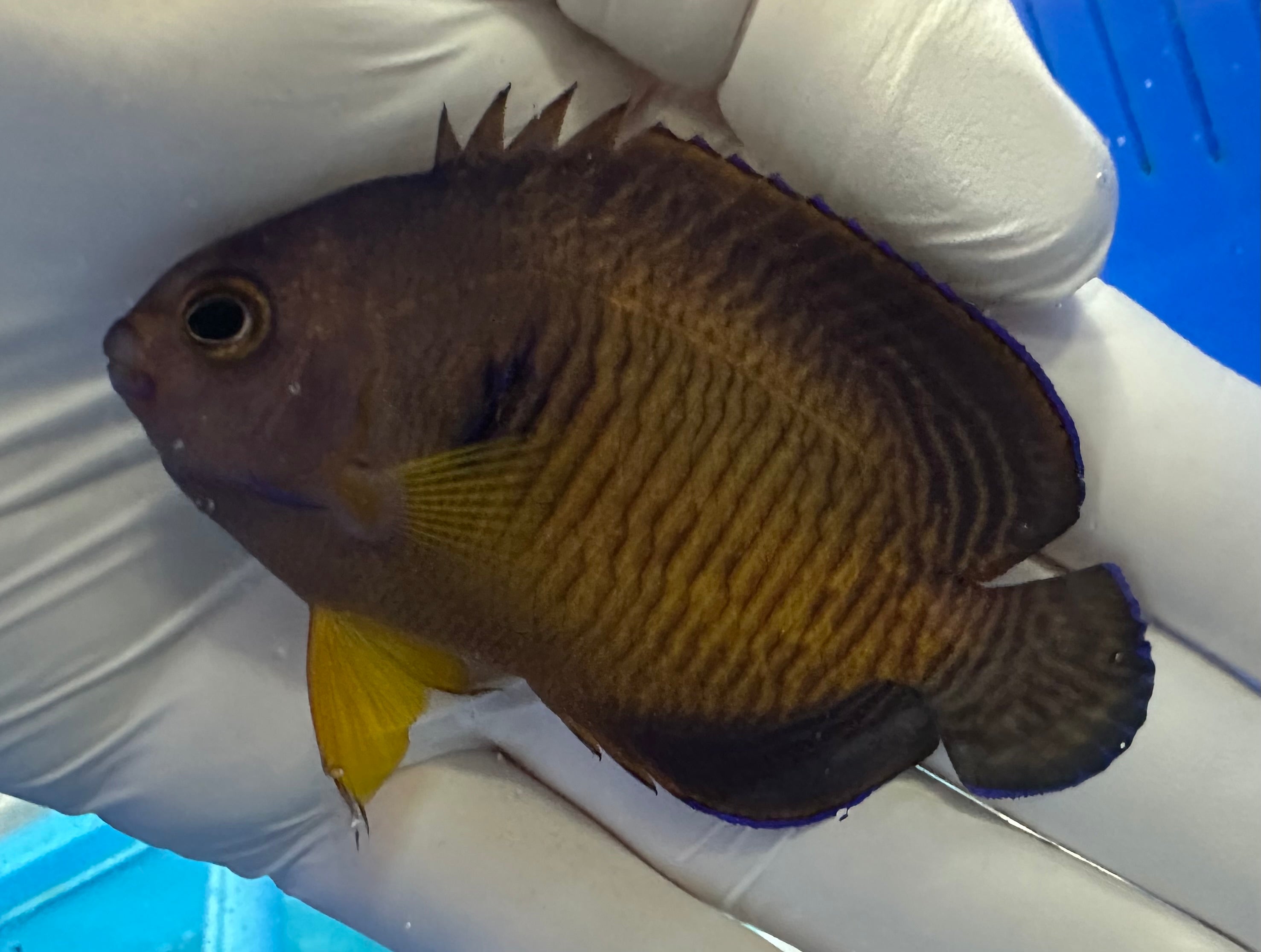 Fully QT WYSIWYG Tiger Tail Coral Beauty (Centropyge bispinosa)