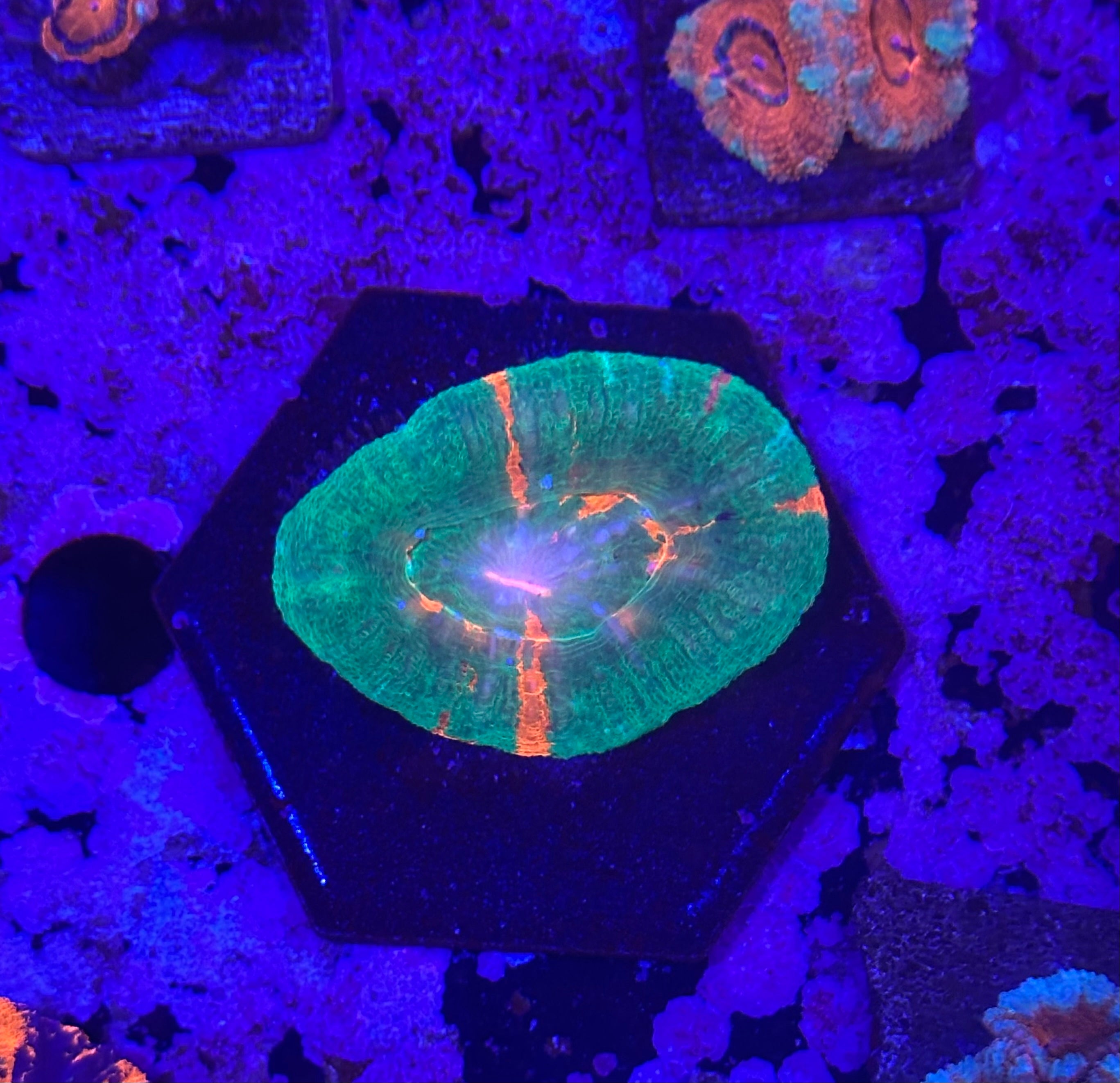 Bleeding Apple Scoly Coral WSIWYG