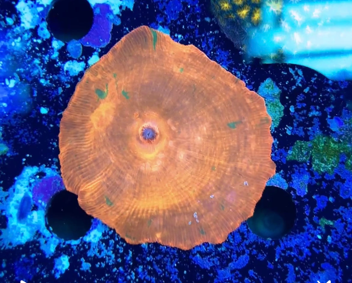 Red/orange with green discosoma mushroom