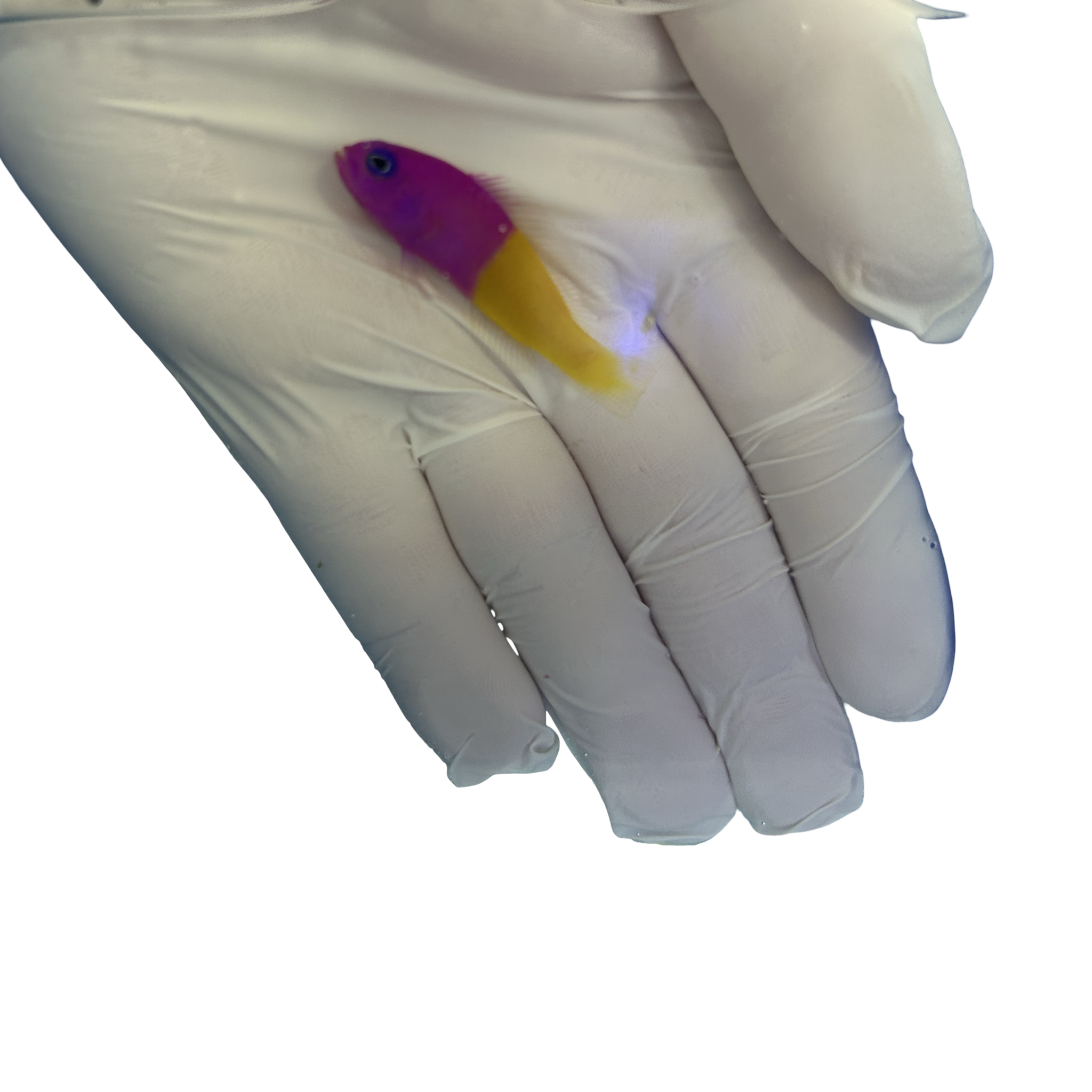 Royal Dottyback (Pictichromis paccagnellae)