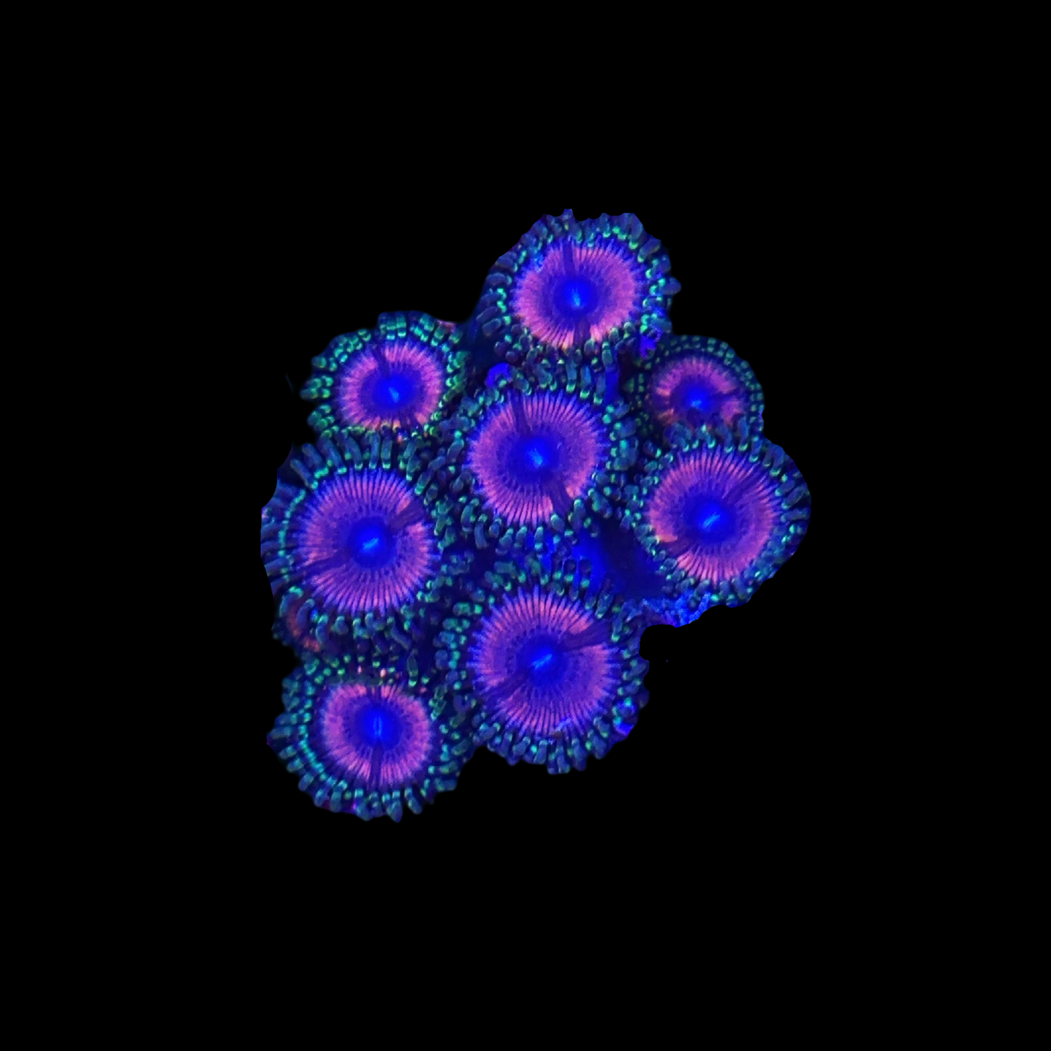 Gamma Goblin 2 Polyps