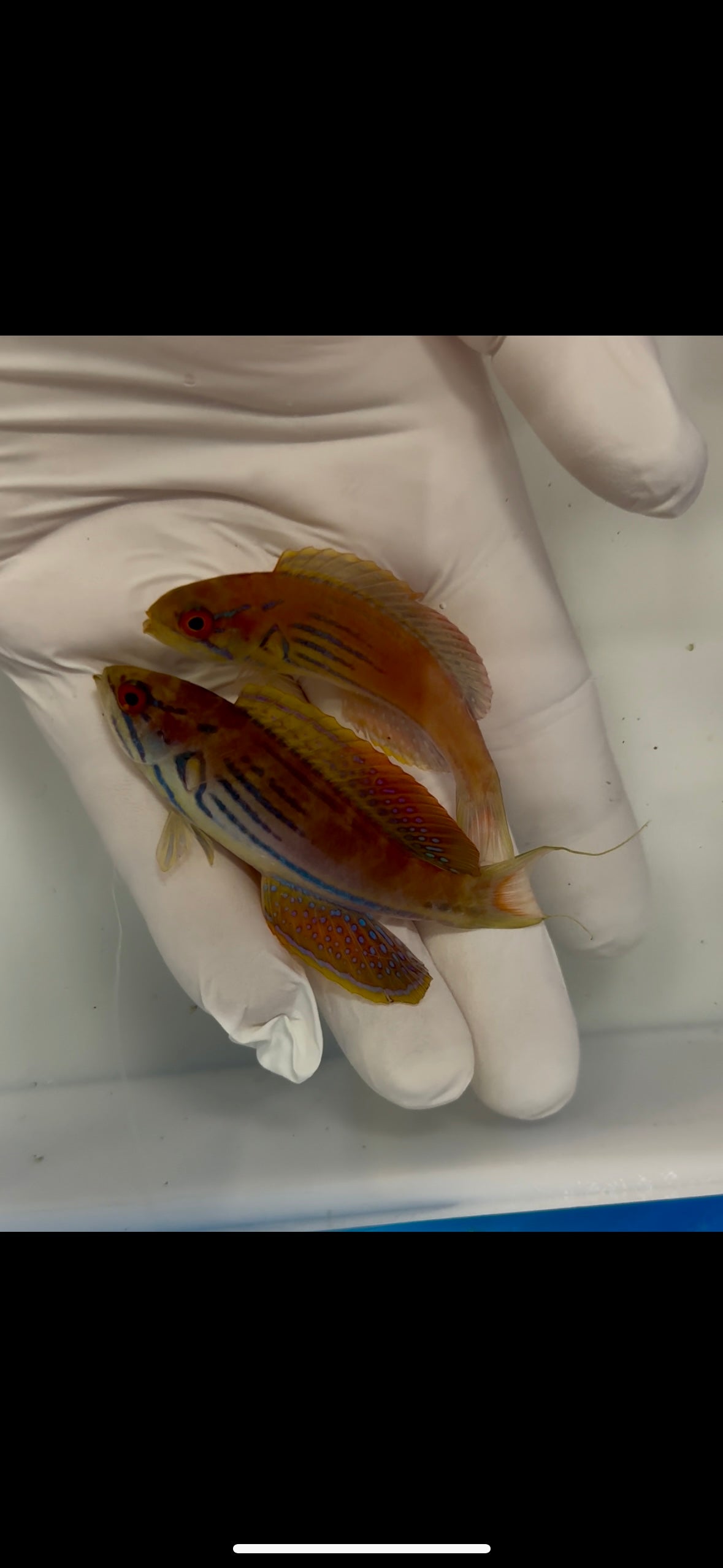 Half‑Banded Flasher Wrasse Pair showing courtship colors

Quarantined Half‑Banded Flasher Wrasse for sale from TSM Aquatics

Reef-safe flasher wrasse flashing fins in saltwater aquarium

Paracheilinus hemitaeniatus male and female swimming in reef tank