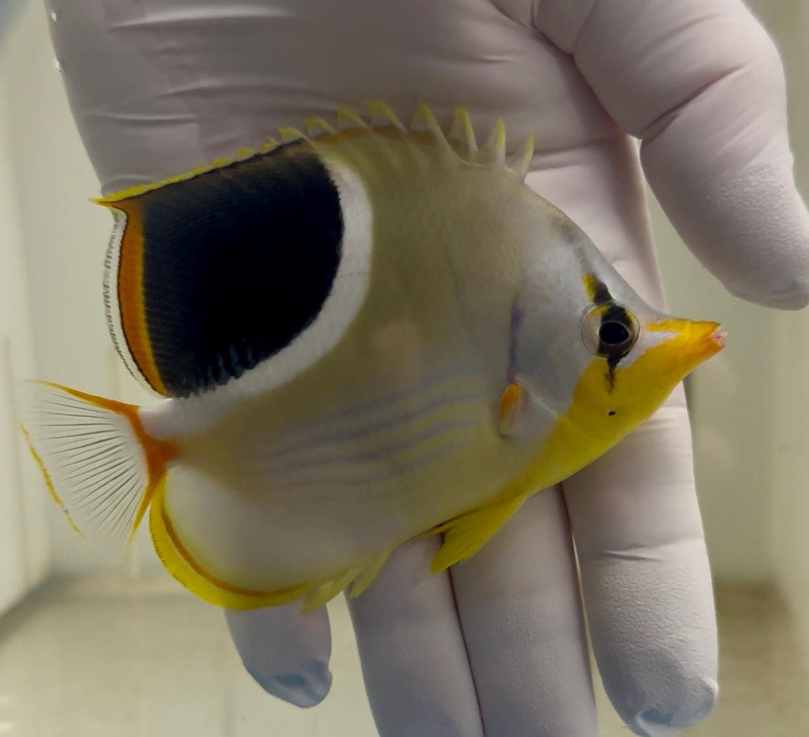 Saddled Butterflyfish Chaetodon ephippium with black saddle patch

Saddled butterflyfish close-up showing white bordered saddle and yellow fins

Chaetodon ephippium reef fish vivid blue stripes and yellow tail

Adult Saddleback Butterflyfish swimming over reef rock

Saddled Butterflyfish Indo-Pacific species with filament dorsal extension