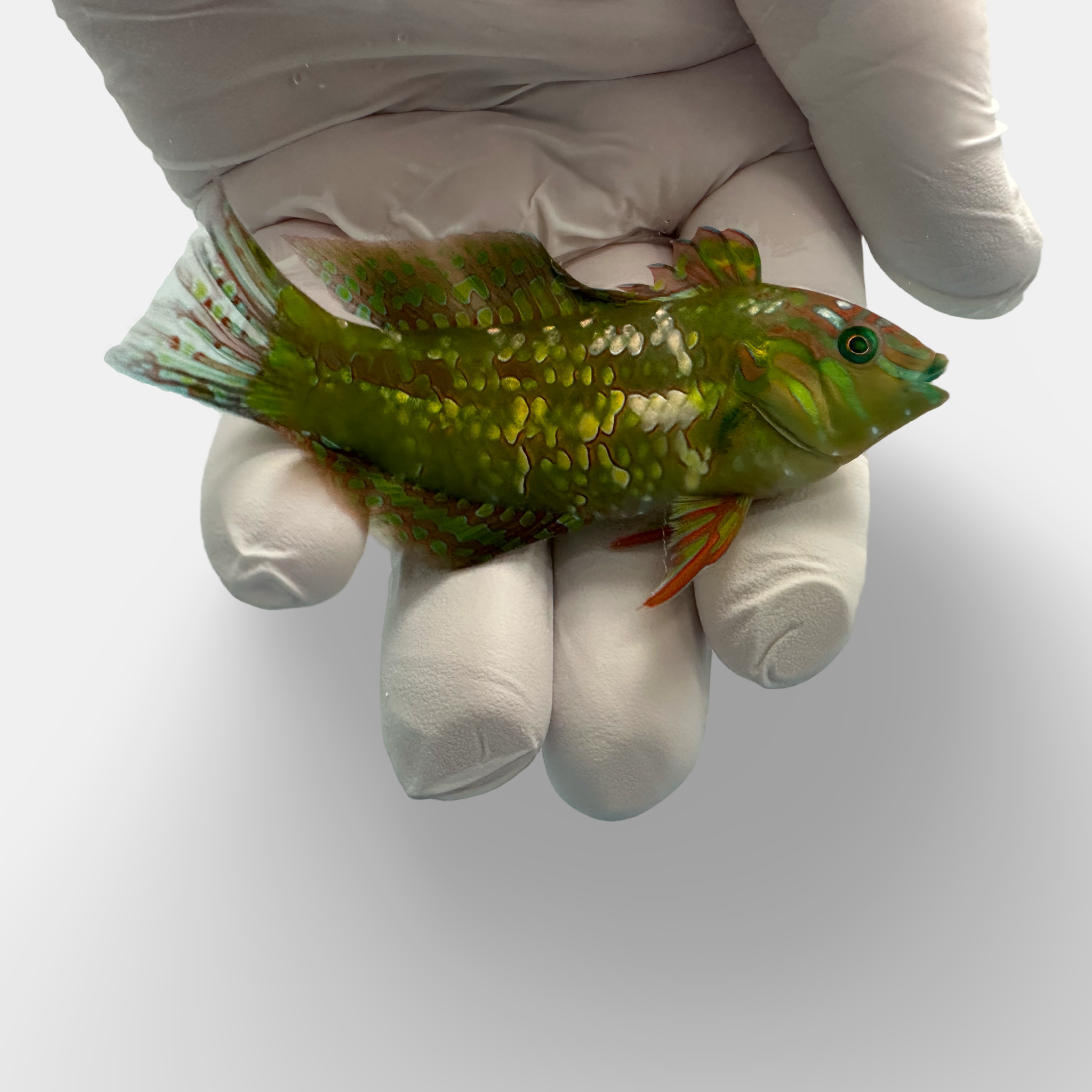 Golden Nugget Wrasse (Xenojulis margaritaceus)11/10(Pre-Order)