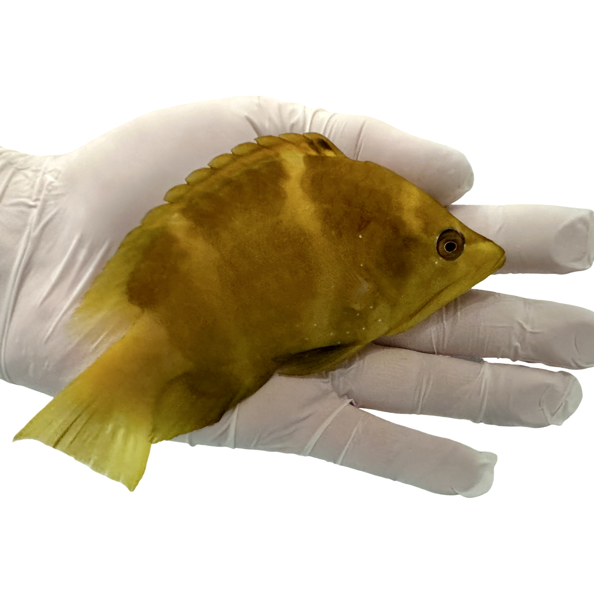 Sling Jaw Wrasse 10/19-10/22 (14 Day QT)
