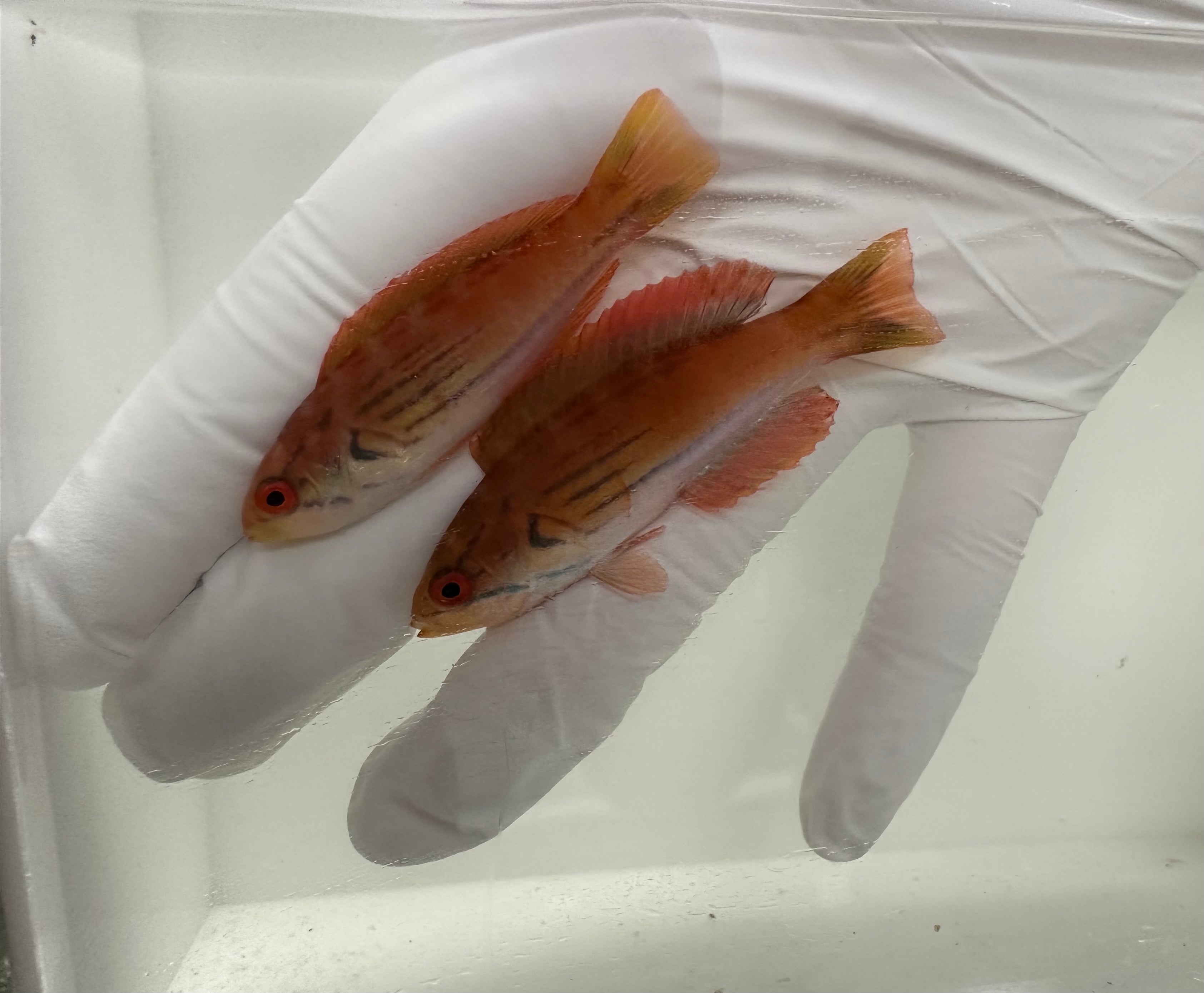 Half Banded Flasher Wrasse WYSIWYG PAIR (Paracheilinus hemitaeniatus)