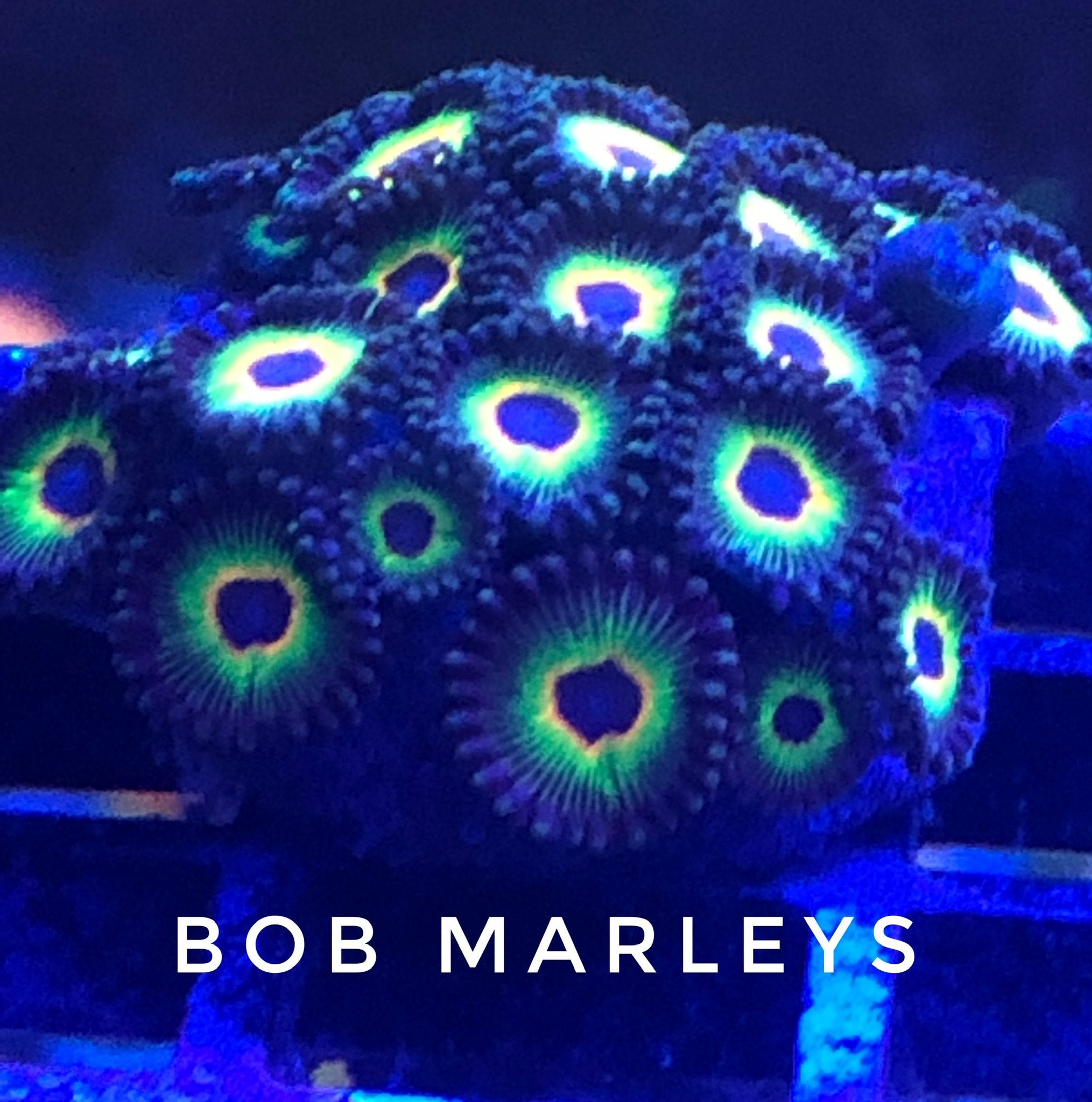 Bob Marley (Large Frag 8-10 Polyps)