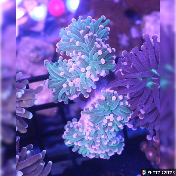 Cotton Candy Torch Single Head