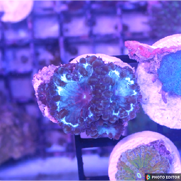 Blasto - Purple-Teal 2 Heads