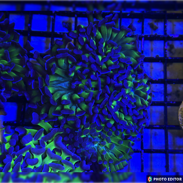 Ultra Purple Tip Hammer Single Head