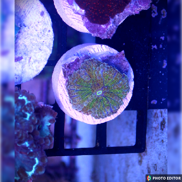 TSM Yellow Yuma Quarter Size