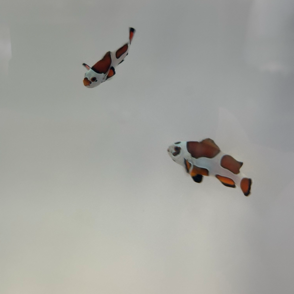 WYSIWYG Orange Storm Clownfish PAIR (Amphiprion ocellaris)