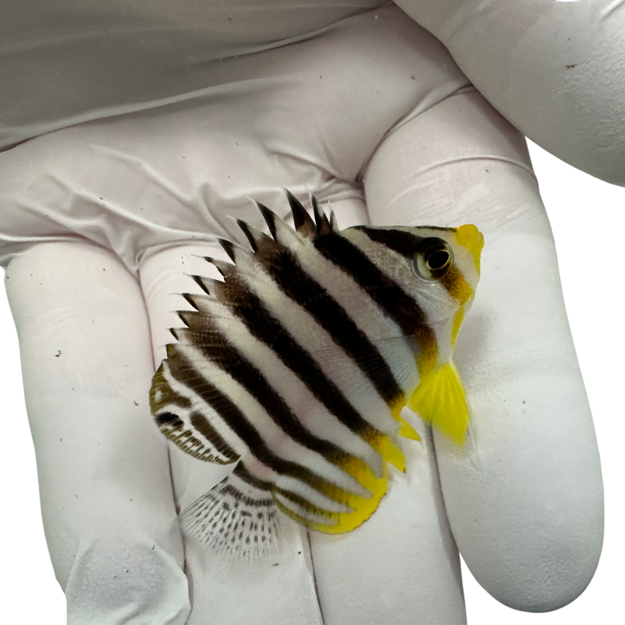 Multibar Angelfish(Centropyge multifasciatus)12/22(Pre-Order)