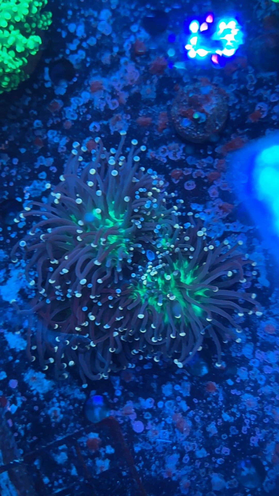 Indo Joker torch coral