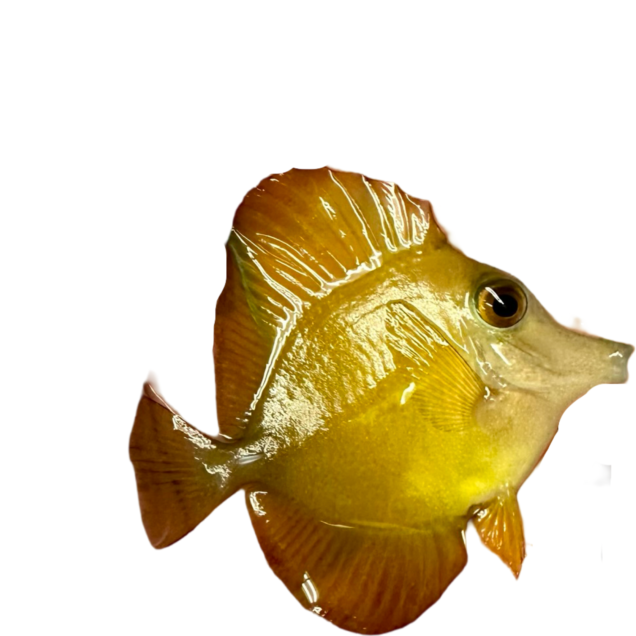Yellow scopas Tang Hybrid(Zebrasoma scopas sp.)WYSIWYG