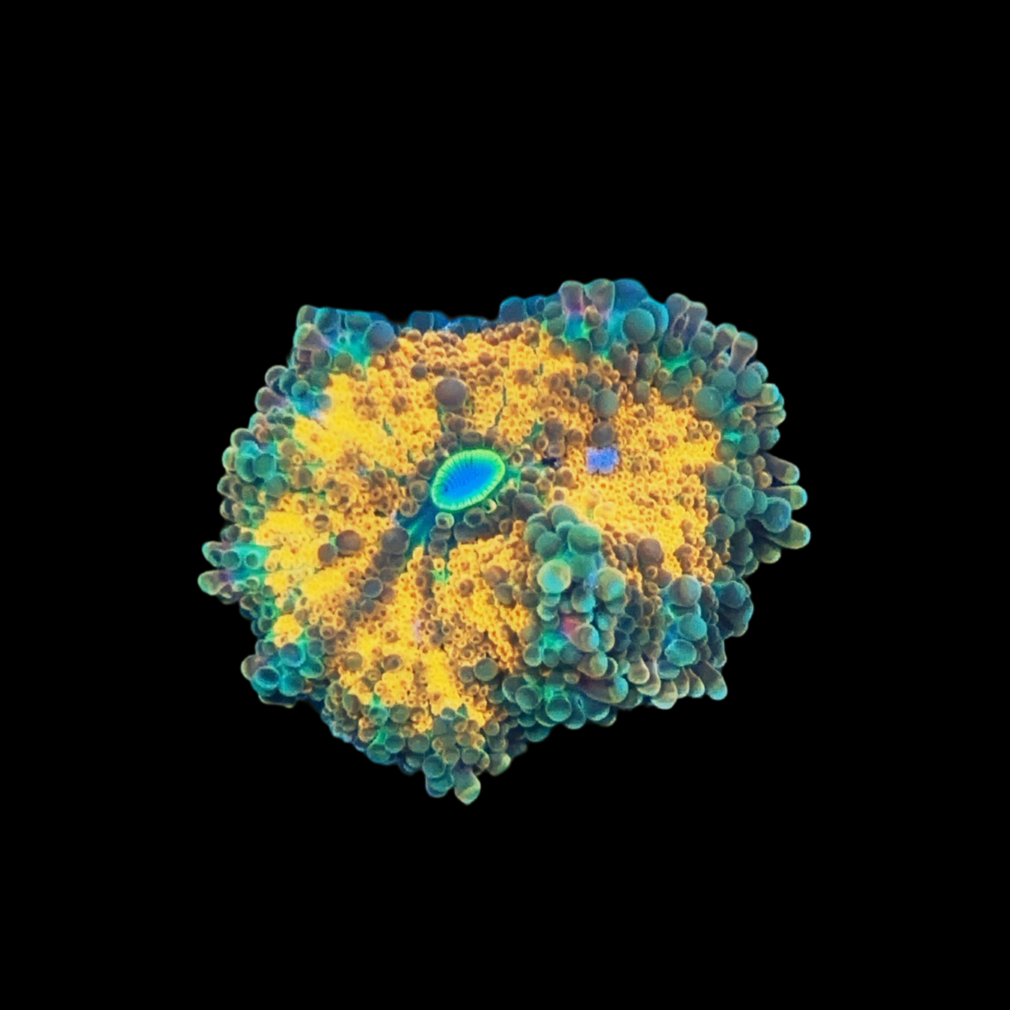 Fallout Yuma Mushroom Coral