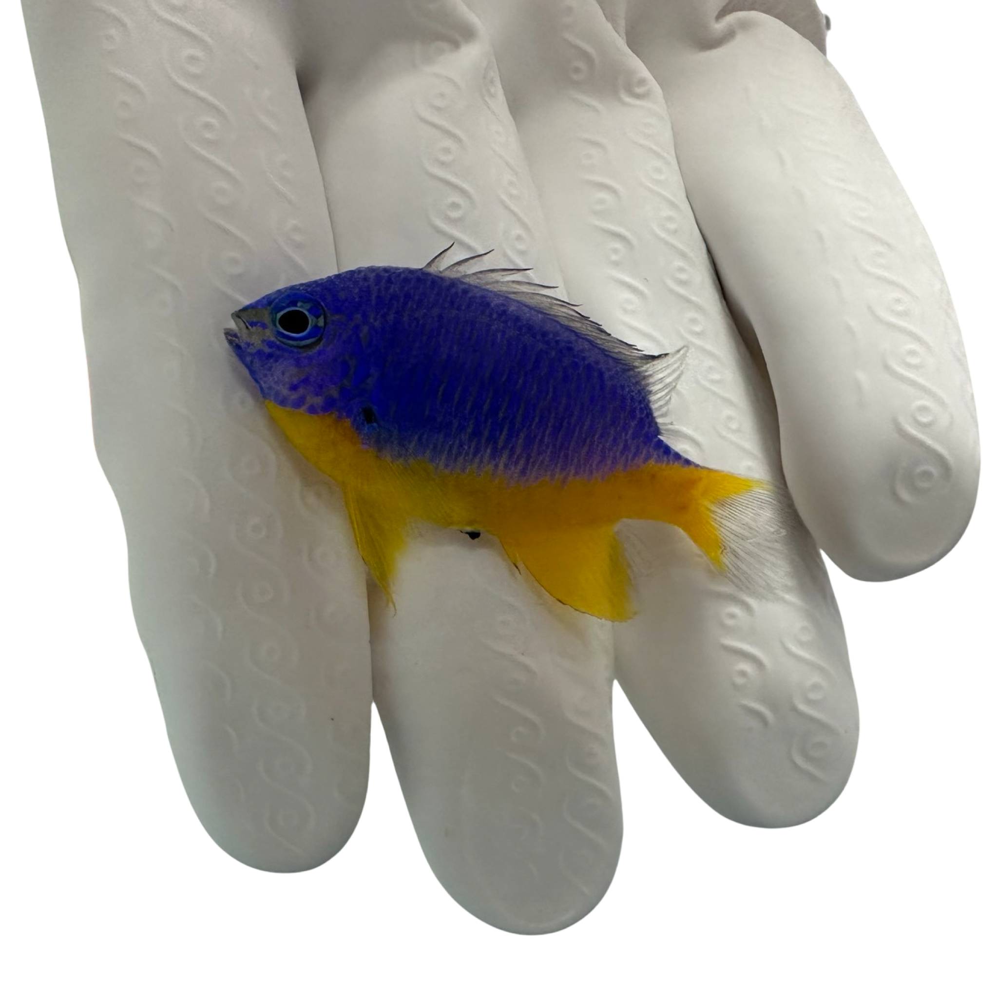 Azure Damsel (Chrysiptera hemicyanea) Captive bred.