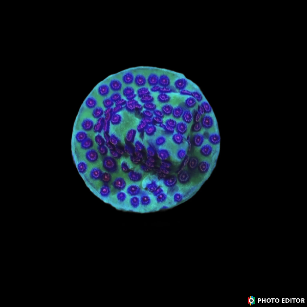 Alien Pox Cyphastrea