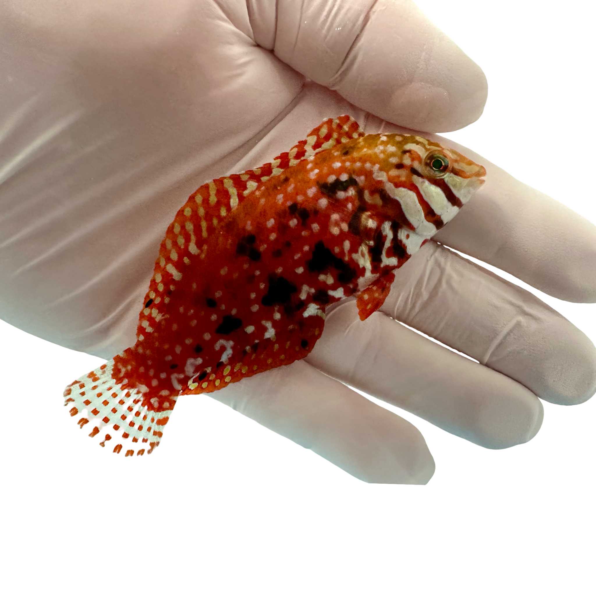 Jeweled Leopard Wrasse 1/30/26 (Macropharyngodon lapillus)(pre-order)