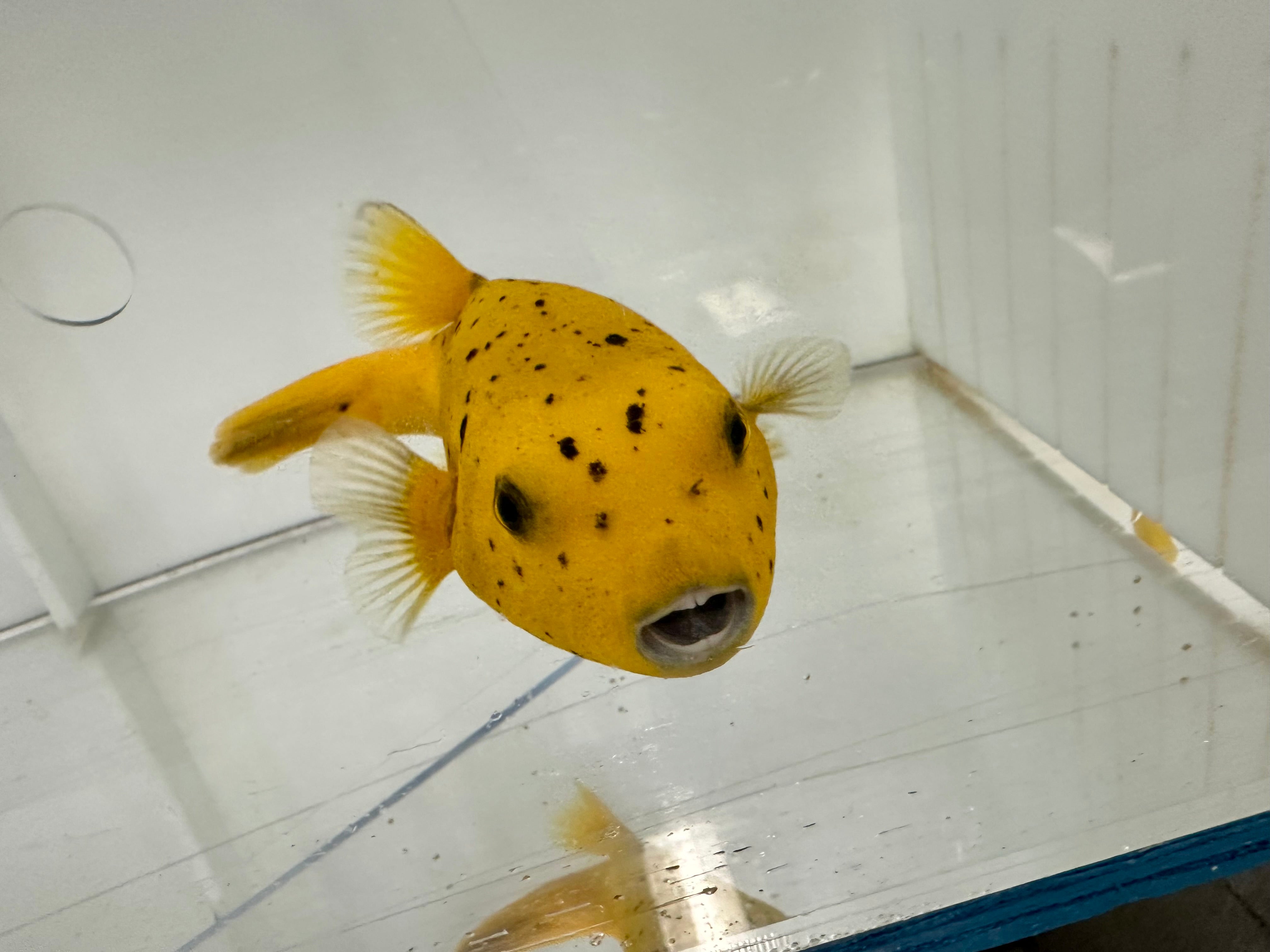 African Golden Pufferfish (Arothron meleagris)