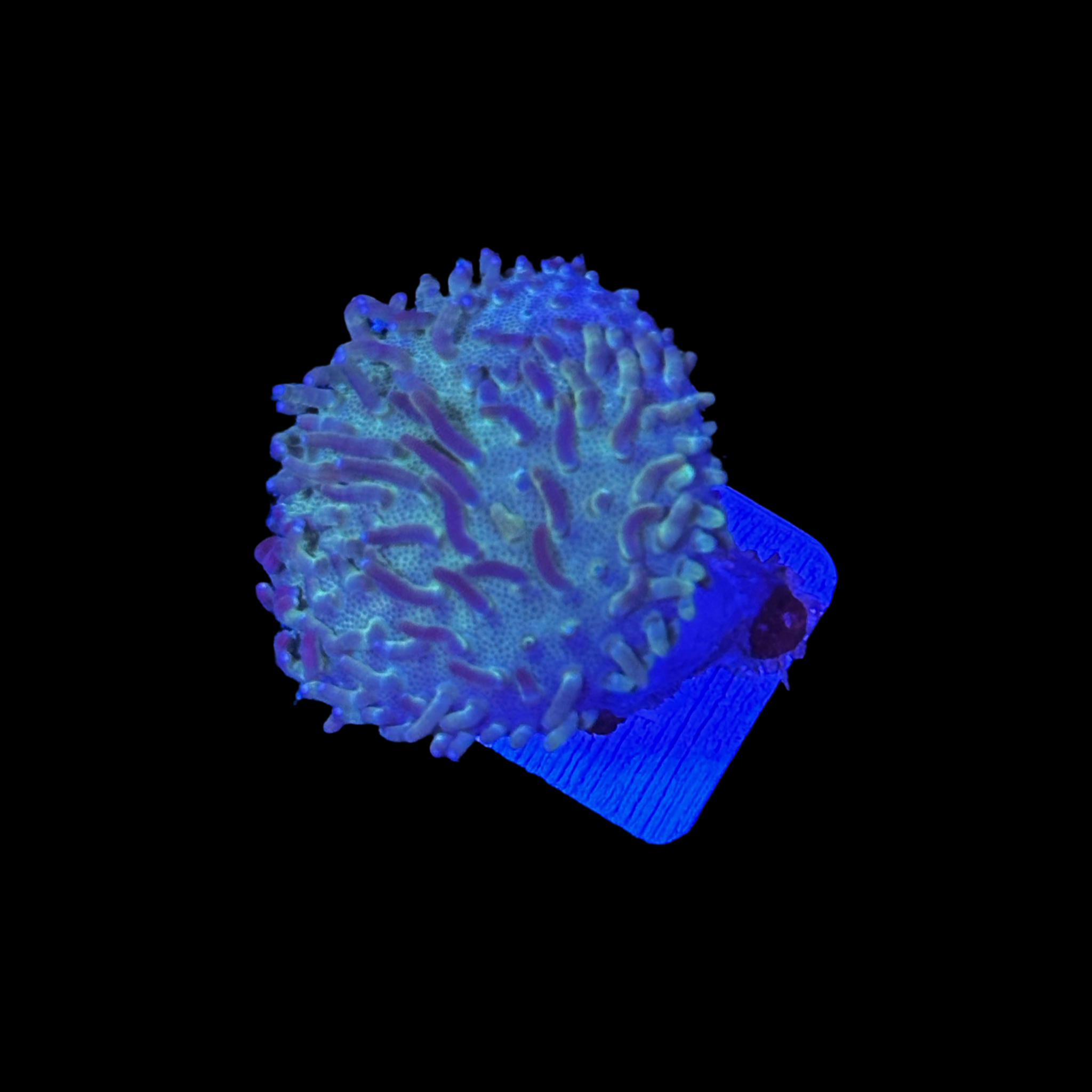 Blue and Green Toadstool Leather Coral in reef aquarium

Sarcophyton leather coral with extended polyps under light

Hardy beginner soft coral for sale at TSM Aquatics

Vibrant blue and green leather coral in marine reef tank