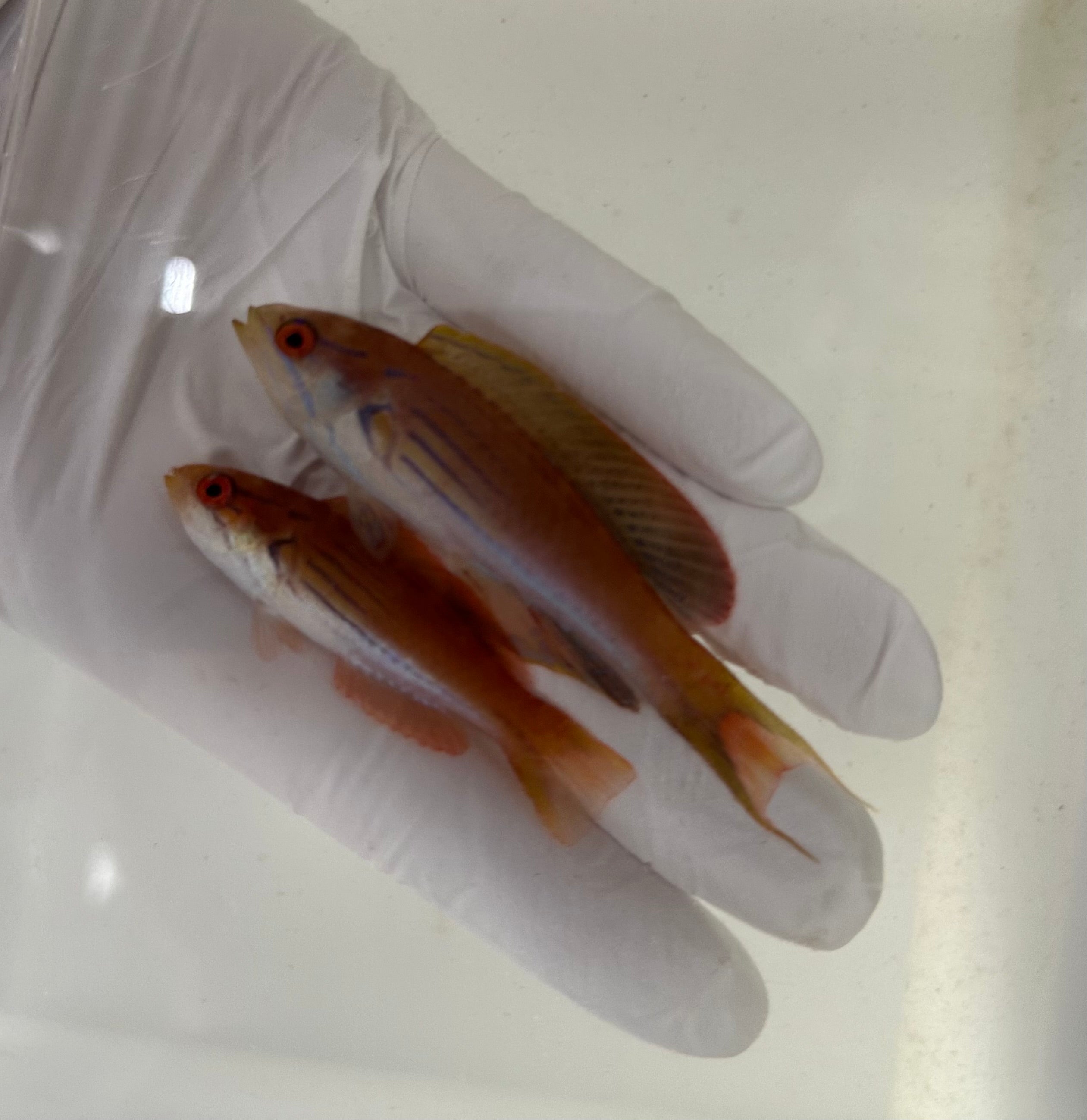 Half Banded Flasher Wrasse WYSIWYG PAIR #2 (Paracheilinus hemitaeniatus)