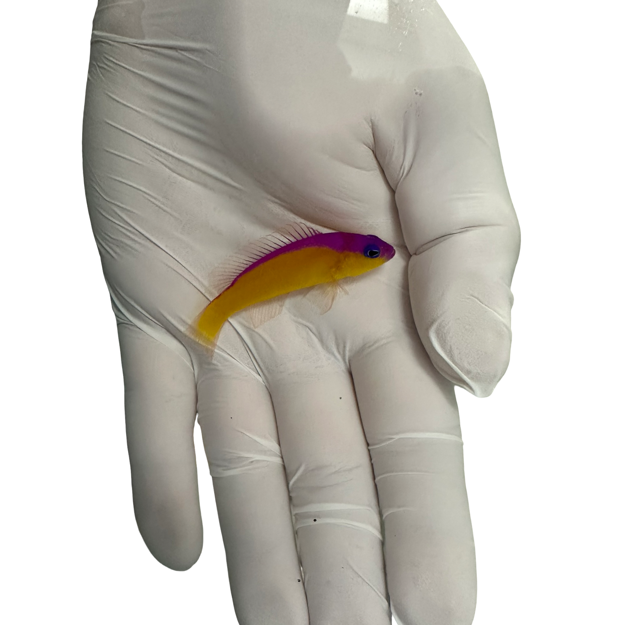 Purple Stripe Dottyback (Pictichromis diadema)