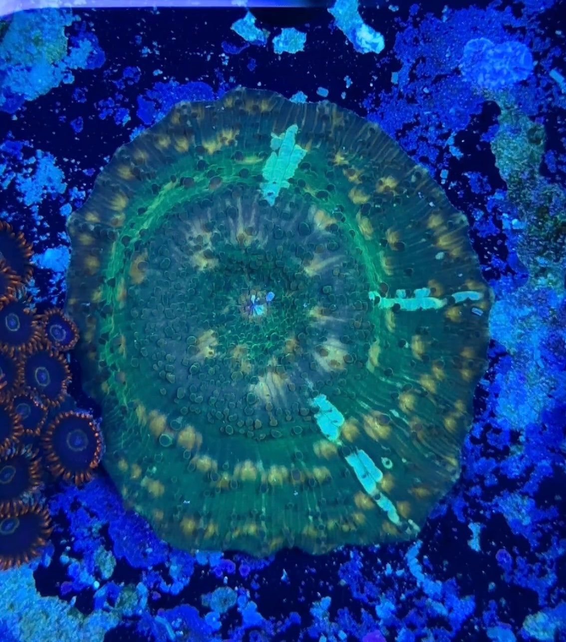 Goldflake green discosoma mushroom coral