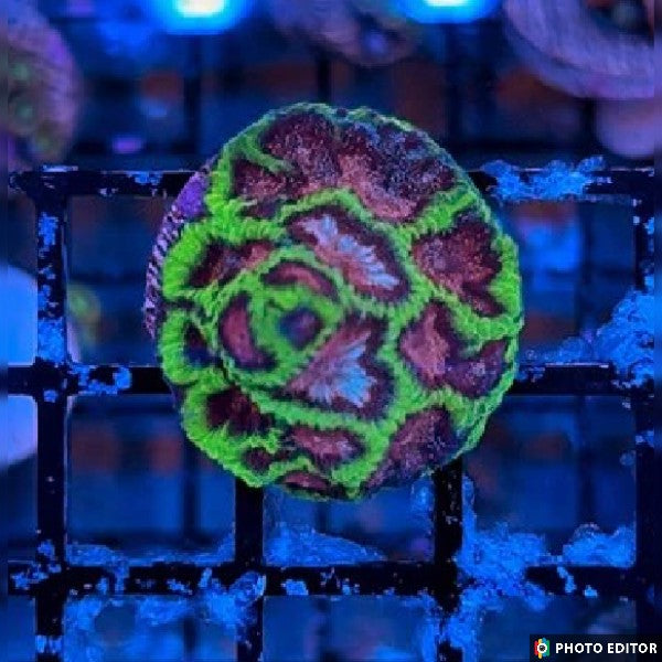 Bejeweled Favia