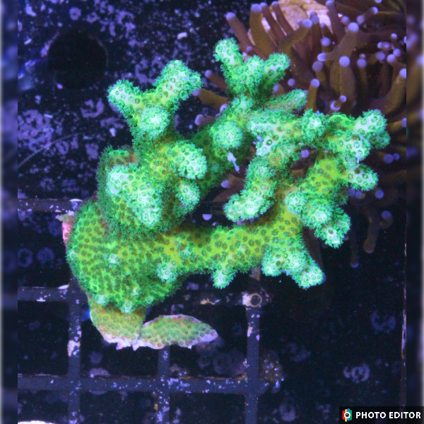 Sour Apple Bird's Nest 1/2"