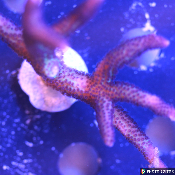 Bird of Paradise 1/2" Easy SPS