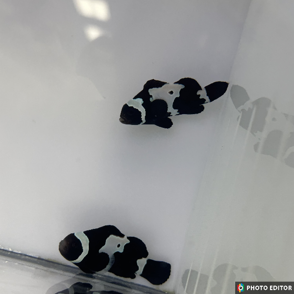 Premium Black Snowflake Clownfish pair (Amphiprion ocellaris)