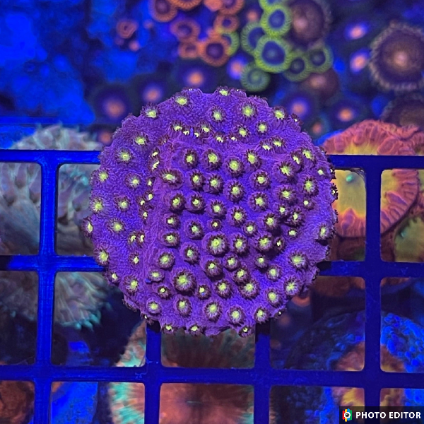 Bling Bling Cyphastrea